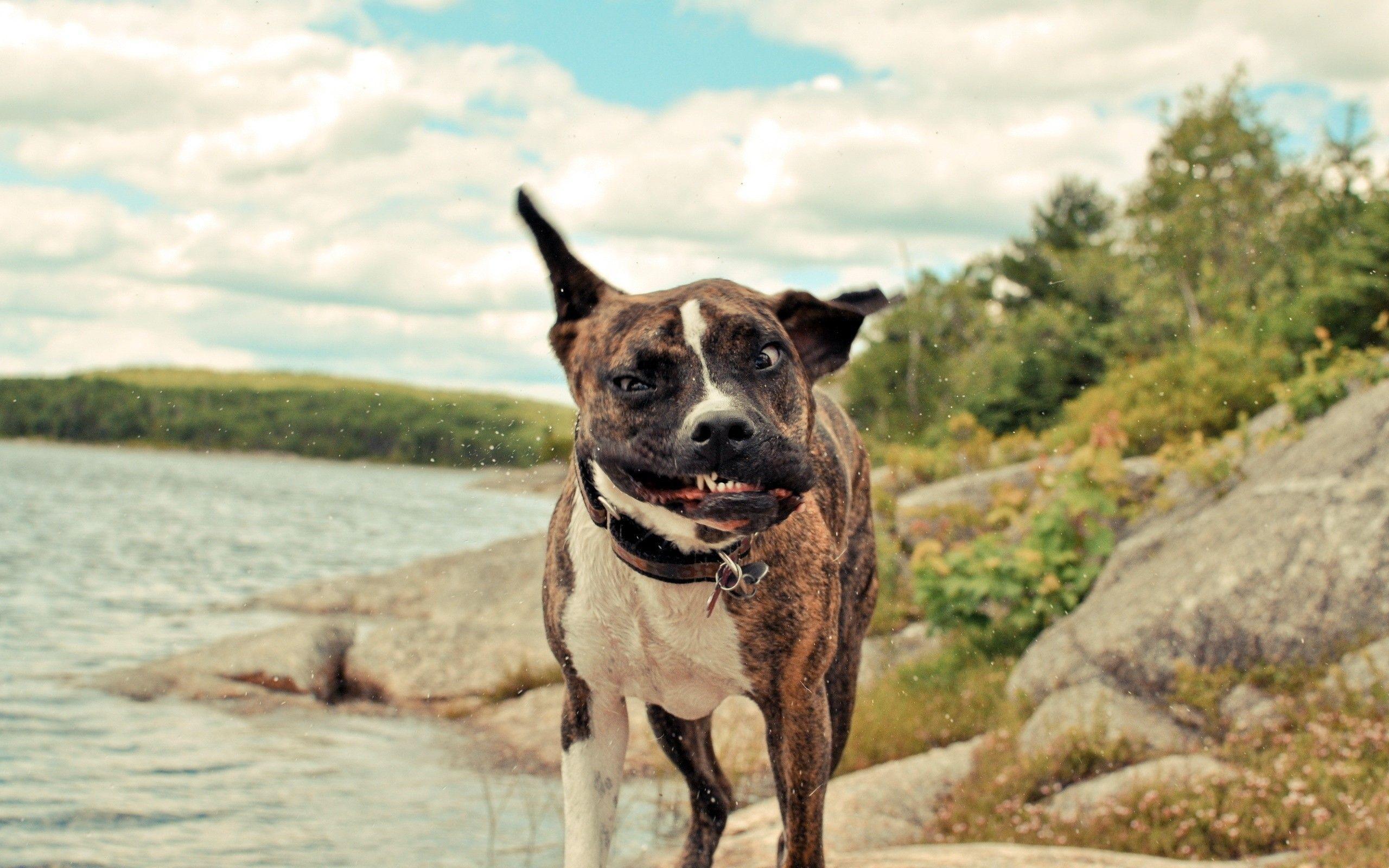 1080X1080 Funny Pictures : Funny Dog Wallpapers - Wallpaper Cave