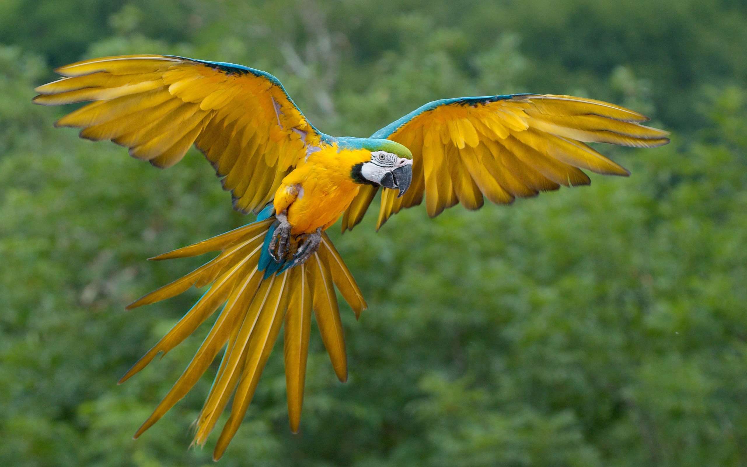 A showcase of this beautiful striped predator. Macaw Parrot Wallpapers Wallpaper Cave
