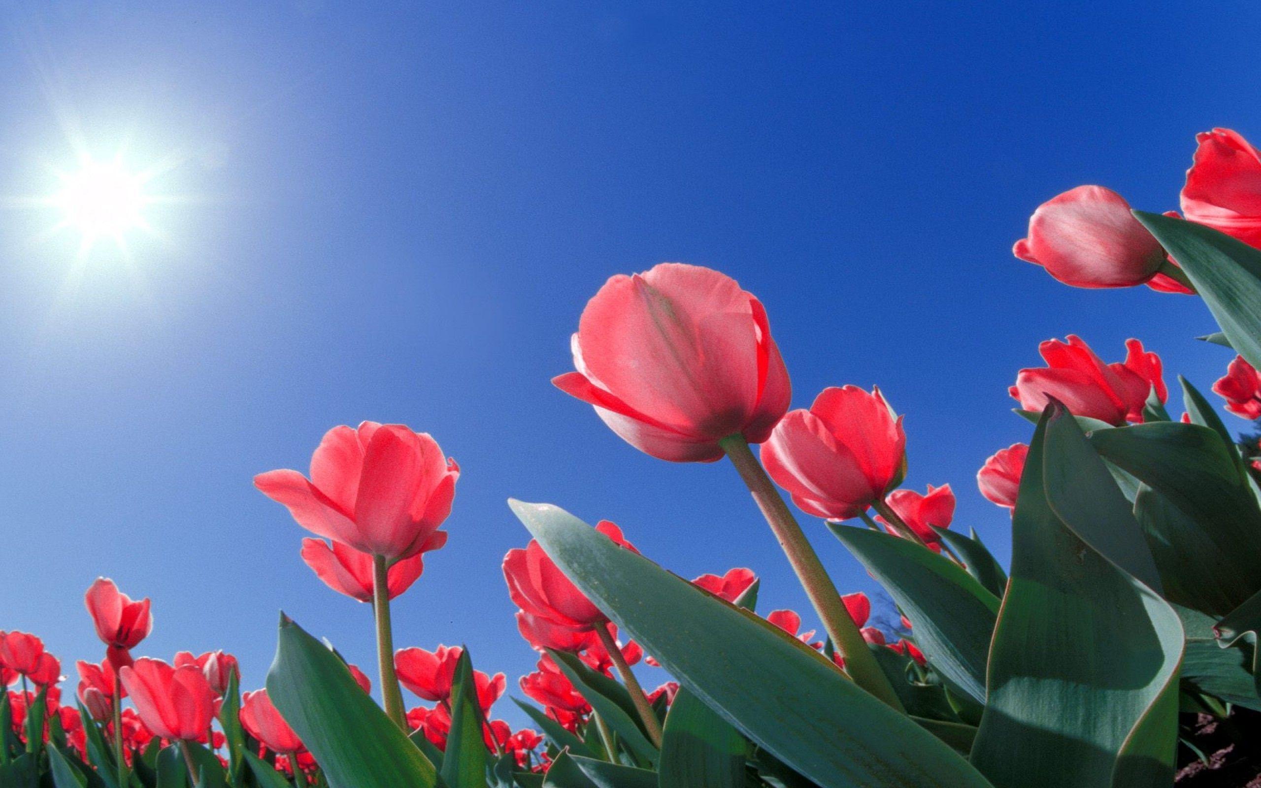 Are you searching for hd png images or vector? Full Hd Flowers Wallpapers Wallpaper Cave