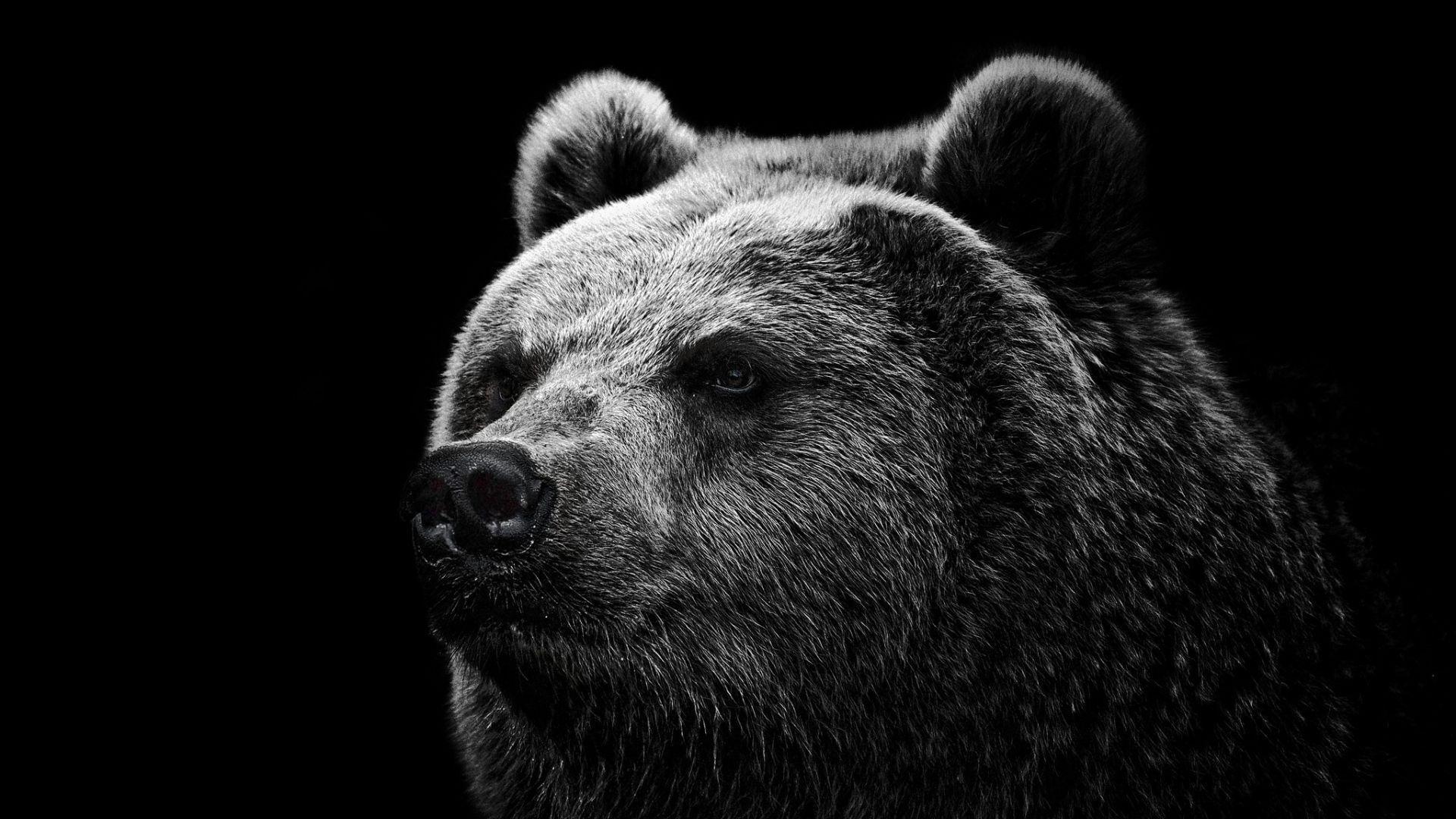 And it has attained that rich. Grizzly Bear Backgrounds Wallpaper Cave