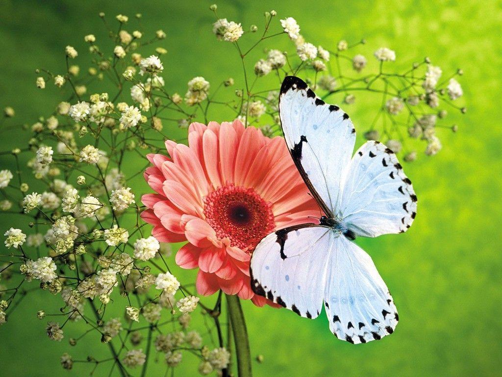 The great collection of 3d butterfly wallpaper free download for desktop, laptop and mobiles. 3d Butterfly Wallpapers Wallpaper Cave