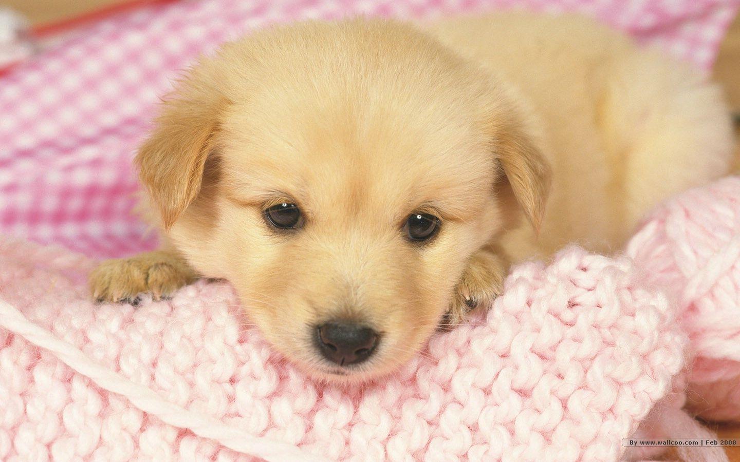 If you like cute puppy you are in the right place cute puppies wallpaper hd with has a large number of cute puppy images for you, all wallpapers are . Puppy Wallpapers Wallpaper Cave