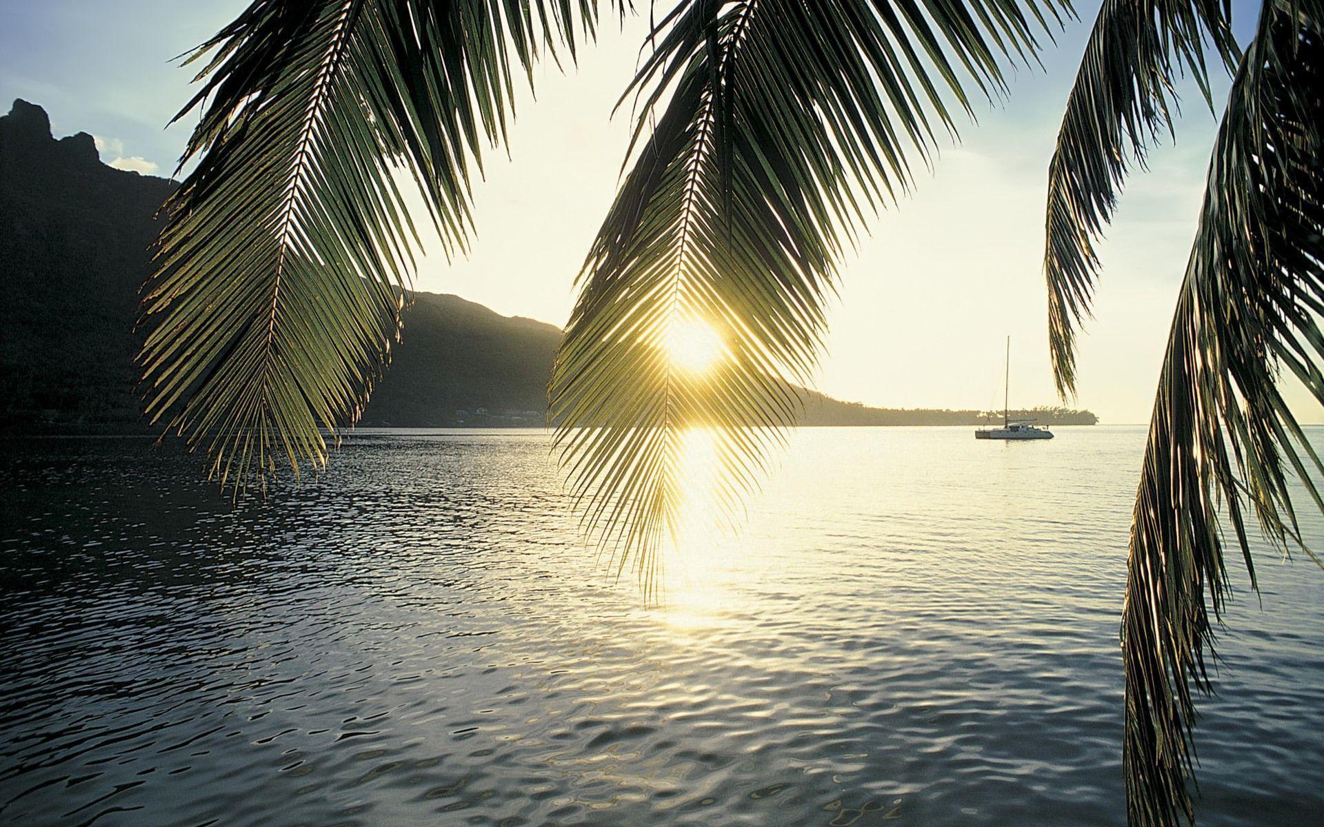 In an episode of the animated tv show teen titans, two teen superheroes. Palm Tree Desktop Wallpapers - Wallpaper Cave
