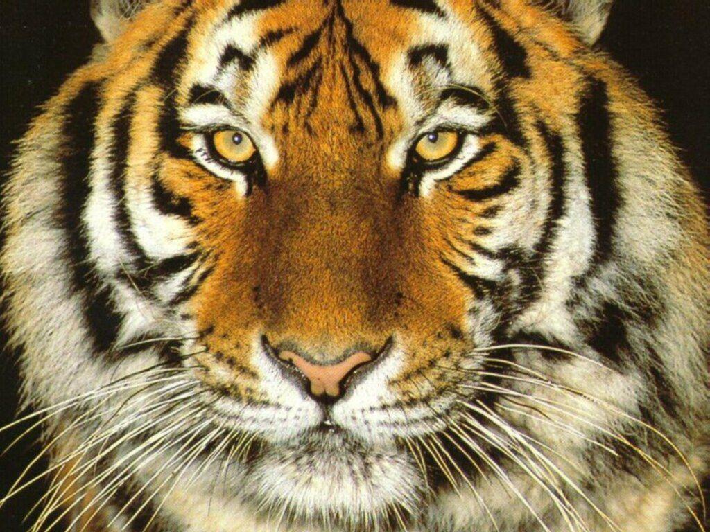 Tons of awesome animal 4k wallpapers to download for free. Tiger Face Wallpapers Wallpaper Cave