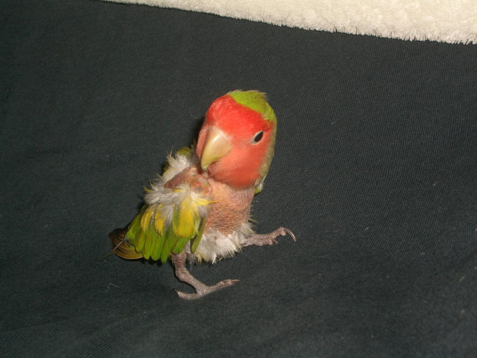 Lovebird Wallpapers - Wallpaper Cave 1200_X_1600_jpg