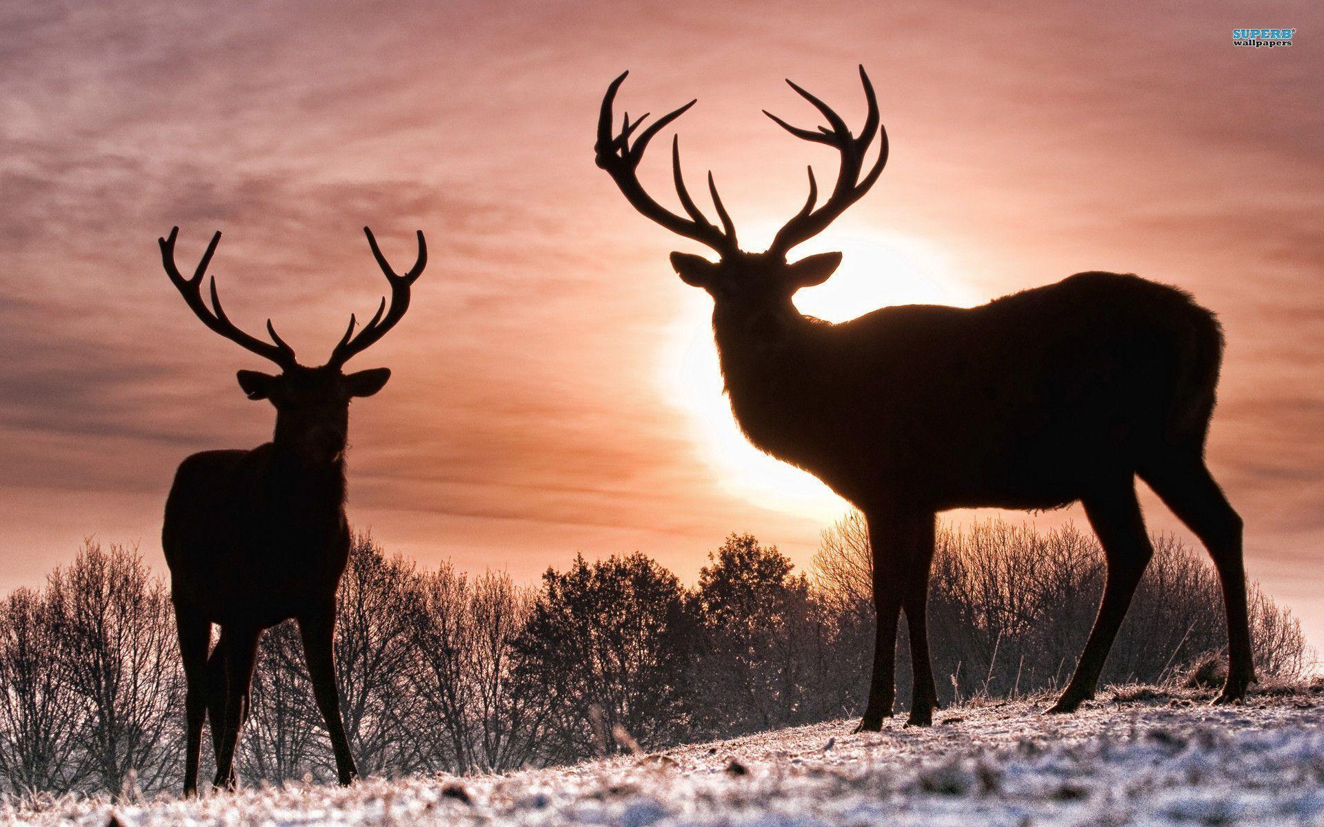 Making deer headwear is incredibly cheap & easy! Deer Wallpapers Wallpaper Cave