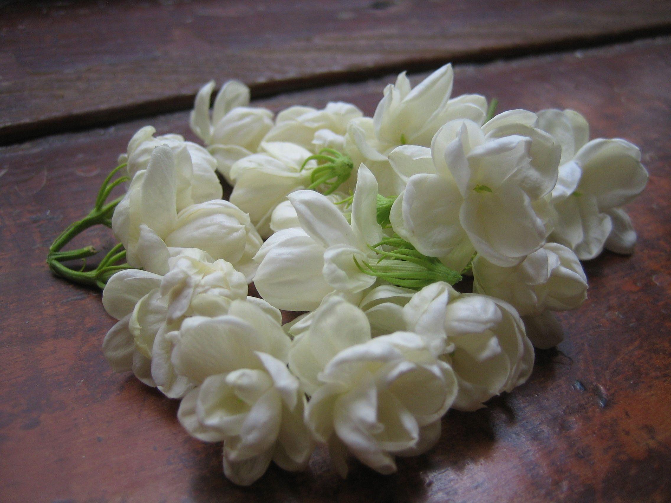 If you are looking for the most fragrant of all jasmine species, try the common white jasmine. Jasmine Flower Wallpapers Wallpaper Cave