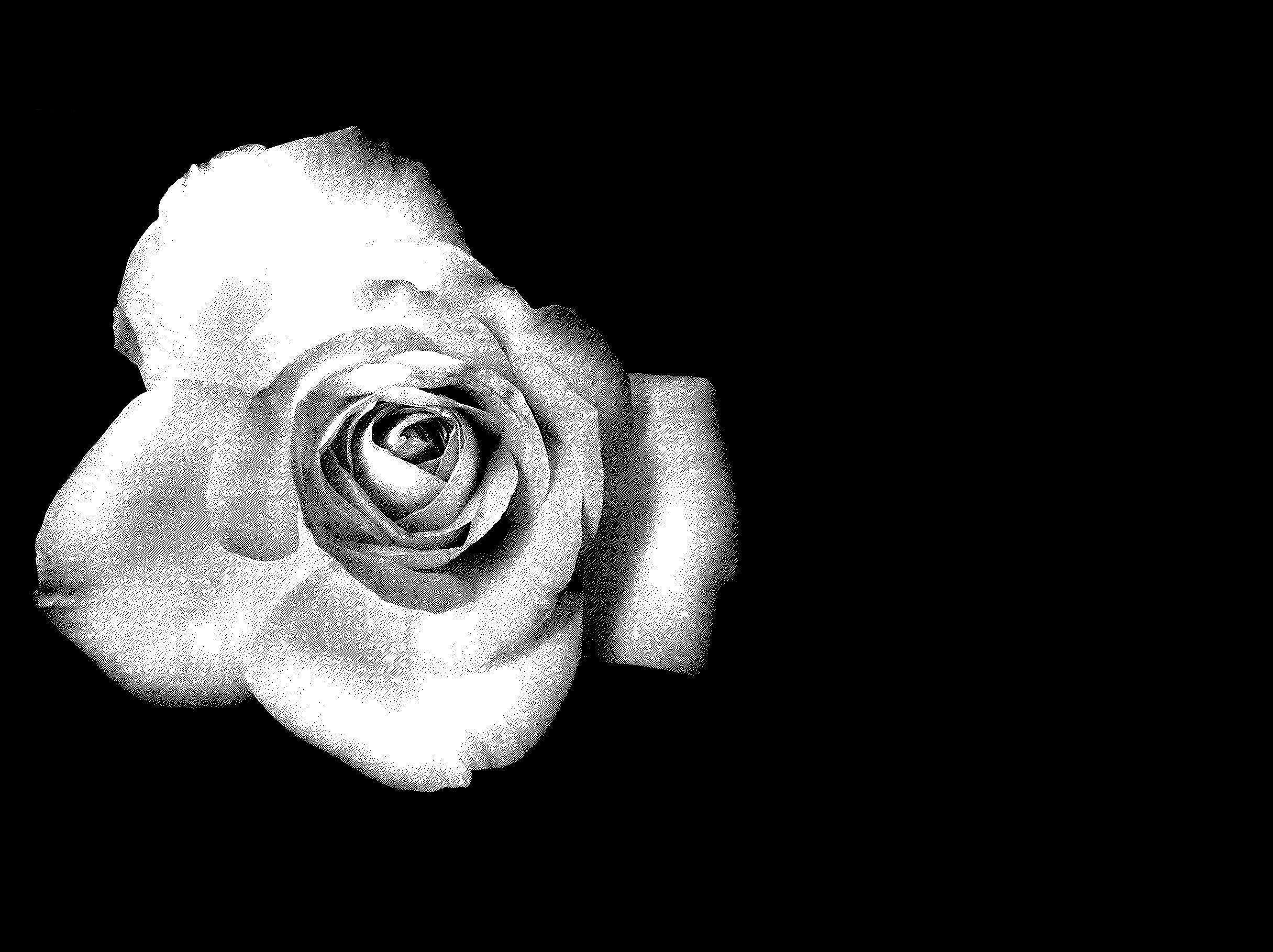 Find & download free graphic resources for unicorn background. Black And White Roses Wallpapers Wallpaper Cave