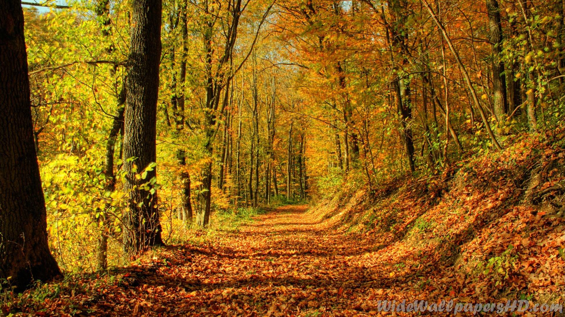 Here you can find scenery desktop wallpapers and download best scenery desktop backgrounds. Fall Thanksgiving Wallpapers Wallpaper Cave