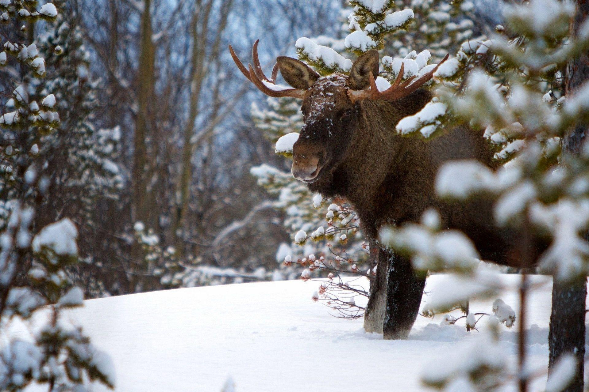 Check out this fantastic collection of moose desktop wallpapers, with 37 moose desktop background images for your desktop, phone or tablet. Moose Wallpapers Wallpaper Cave