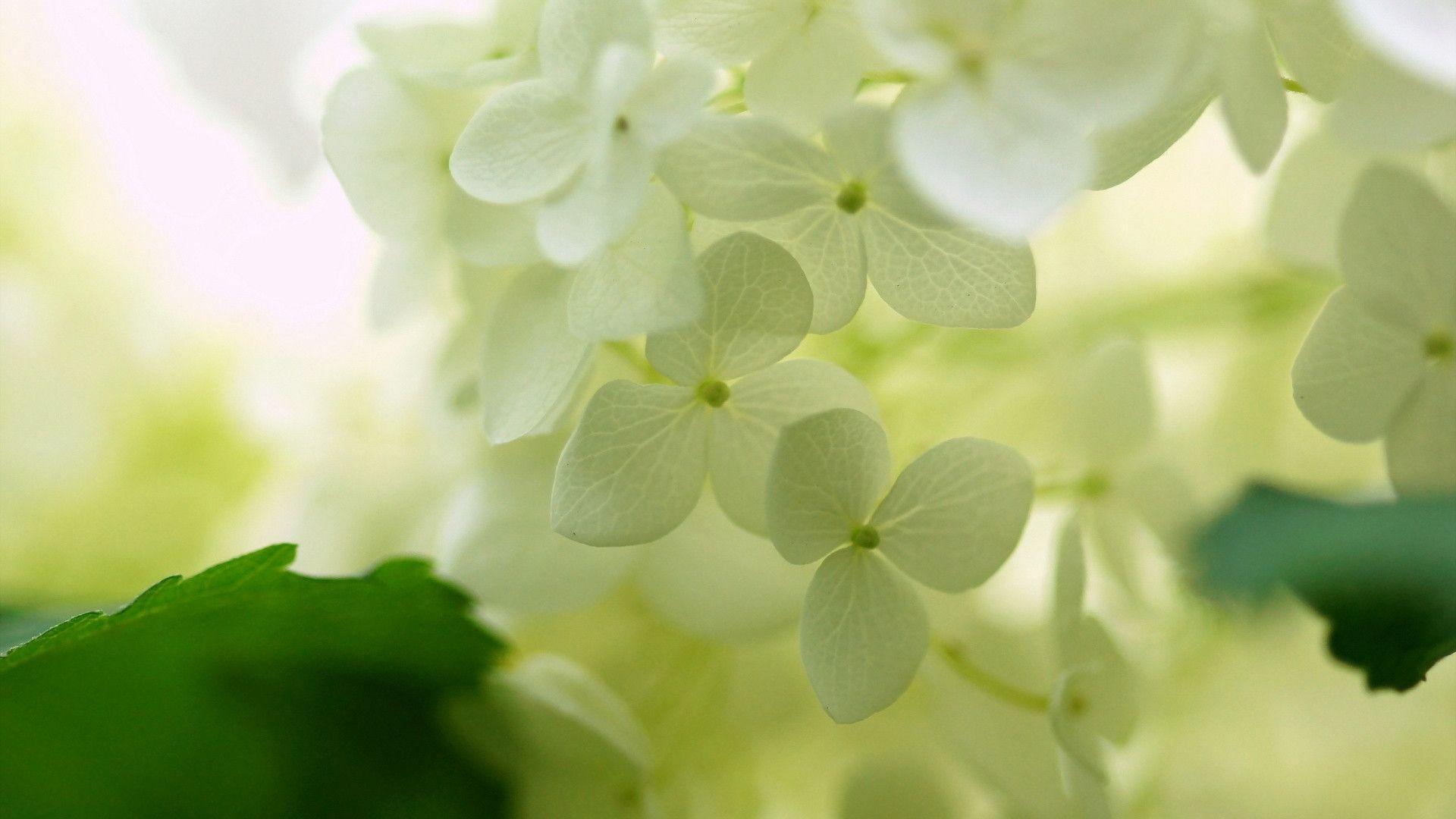 Shop wayfair for the best hydrangea wallpaper. Hydrangea Wallpapers Wallpaper Cave