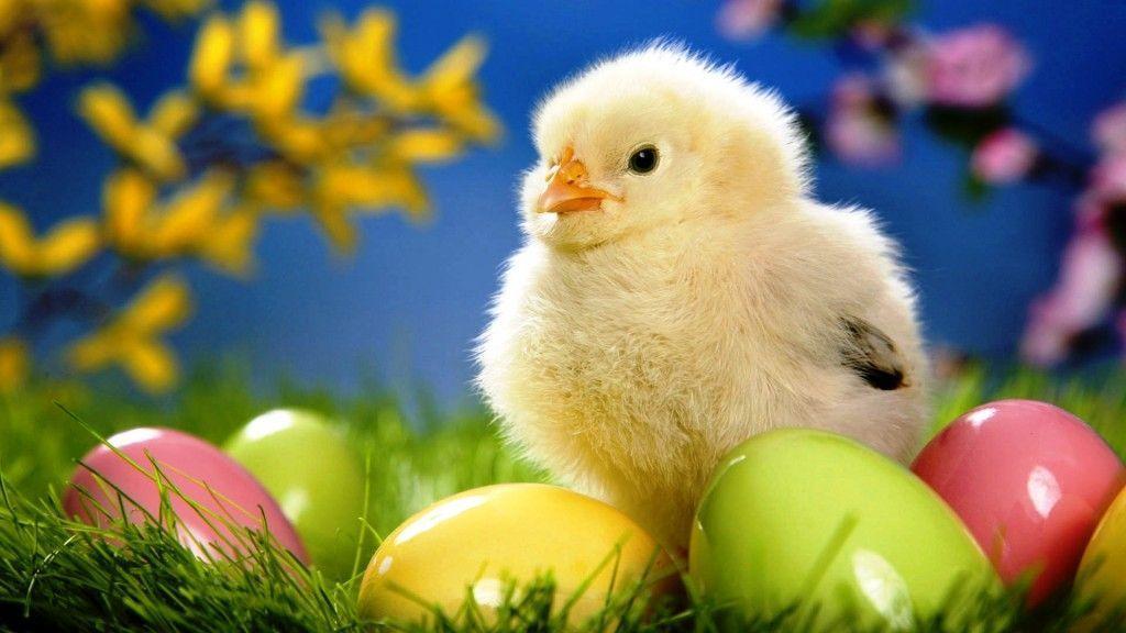 Choose from hundreds of free easter backgrounds. Free Easter Wallpapers For Computer Wallpaper Cave