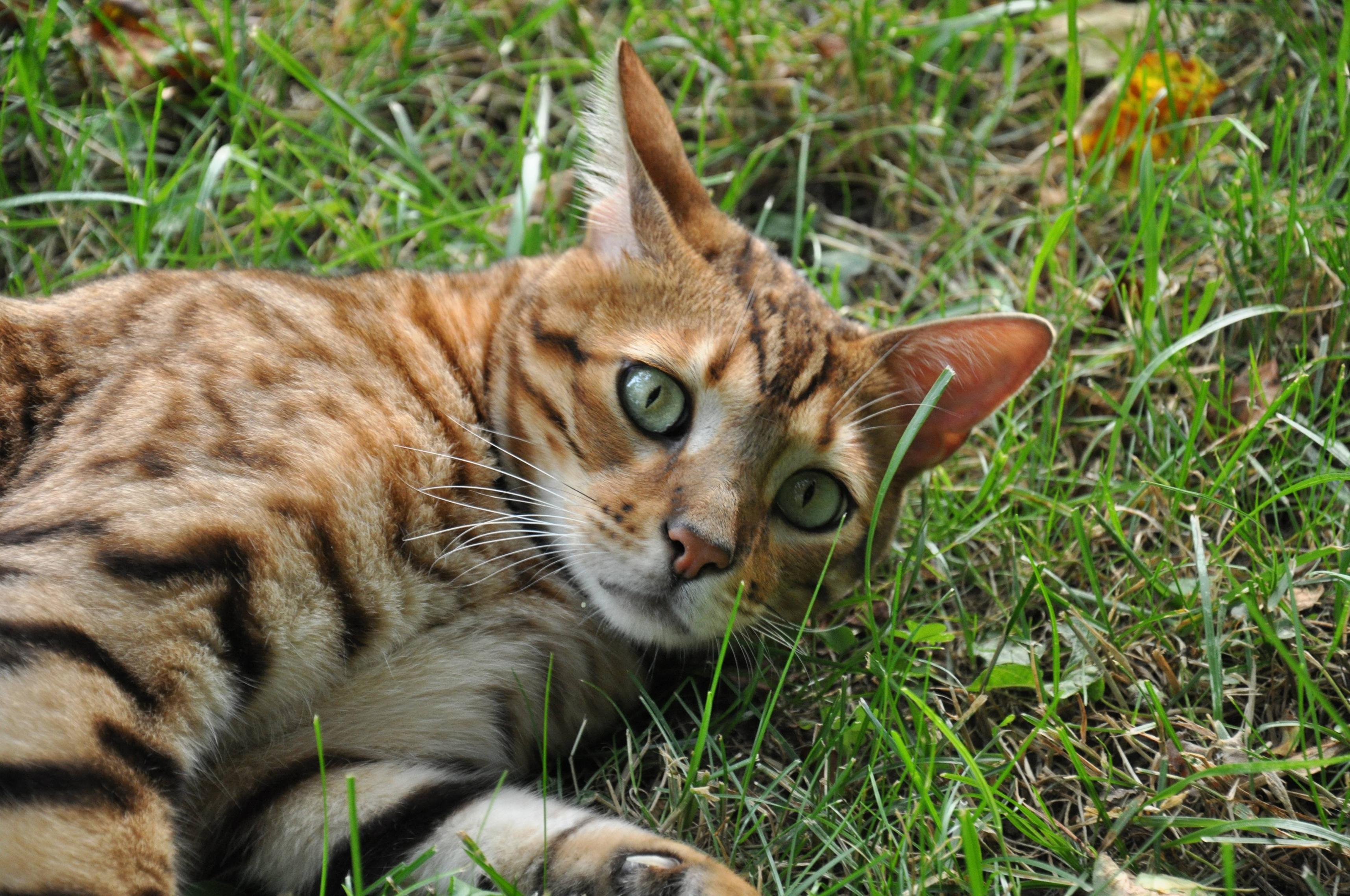 Cats have very large eyes with big pupils that help them see in the dark, as well as paws with claws, furry bodies with tails, whiskers on their face and ears that point straight out from their head. Bengal Cat Wallpapers - Wallpaper Cave