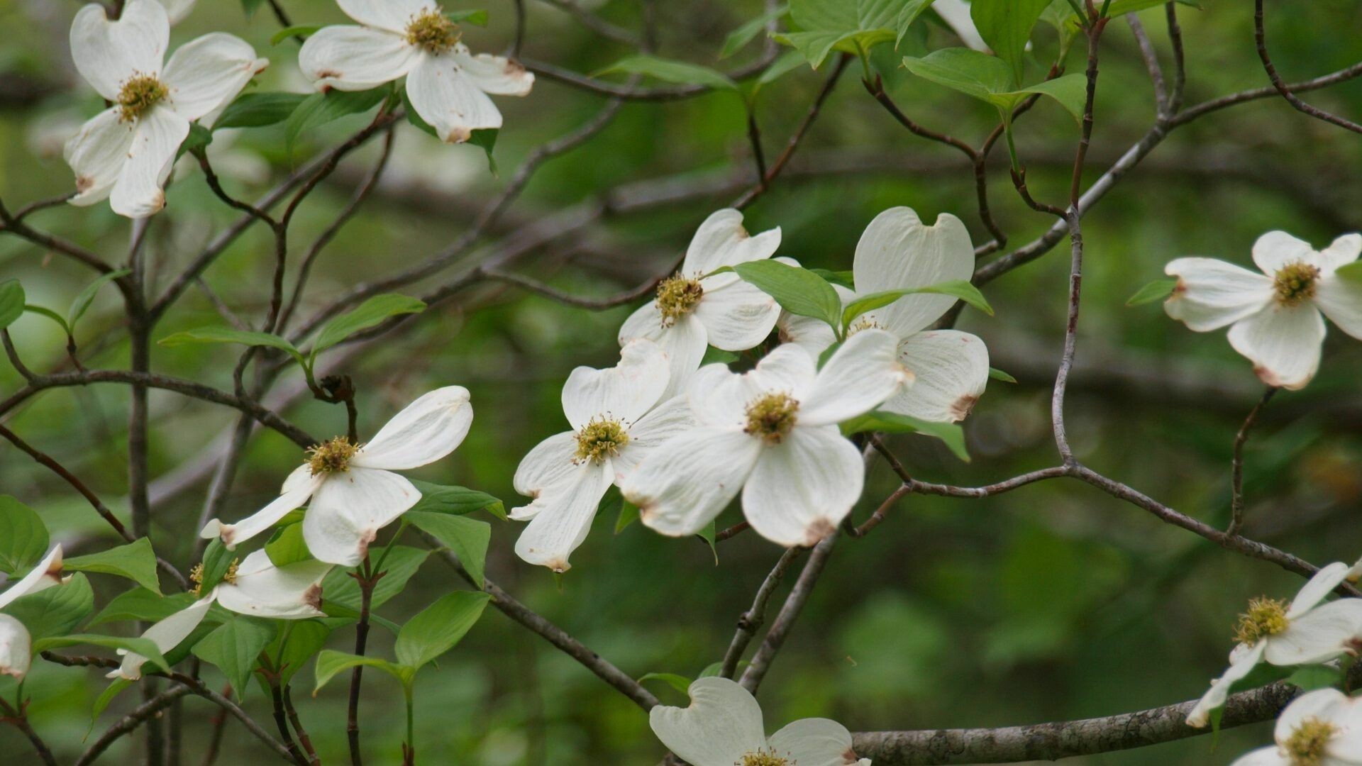 Download the perfect dogwood pictures. Dogwood Wallpapers Wallpaper Cave