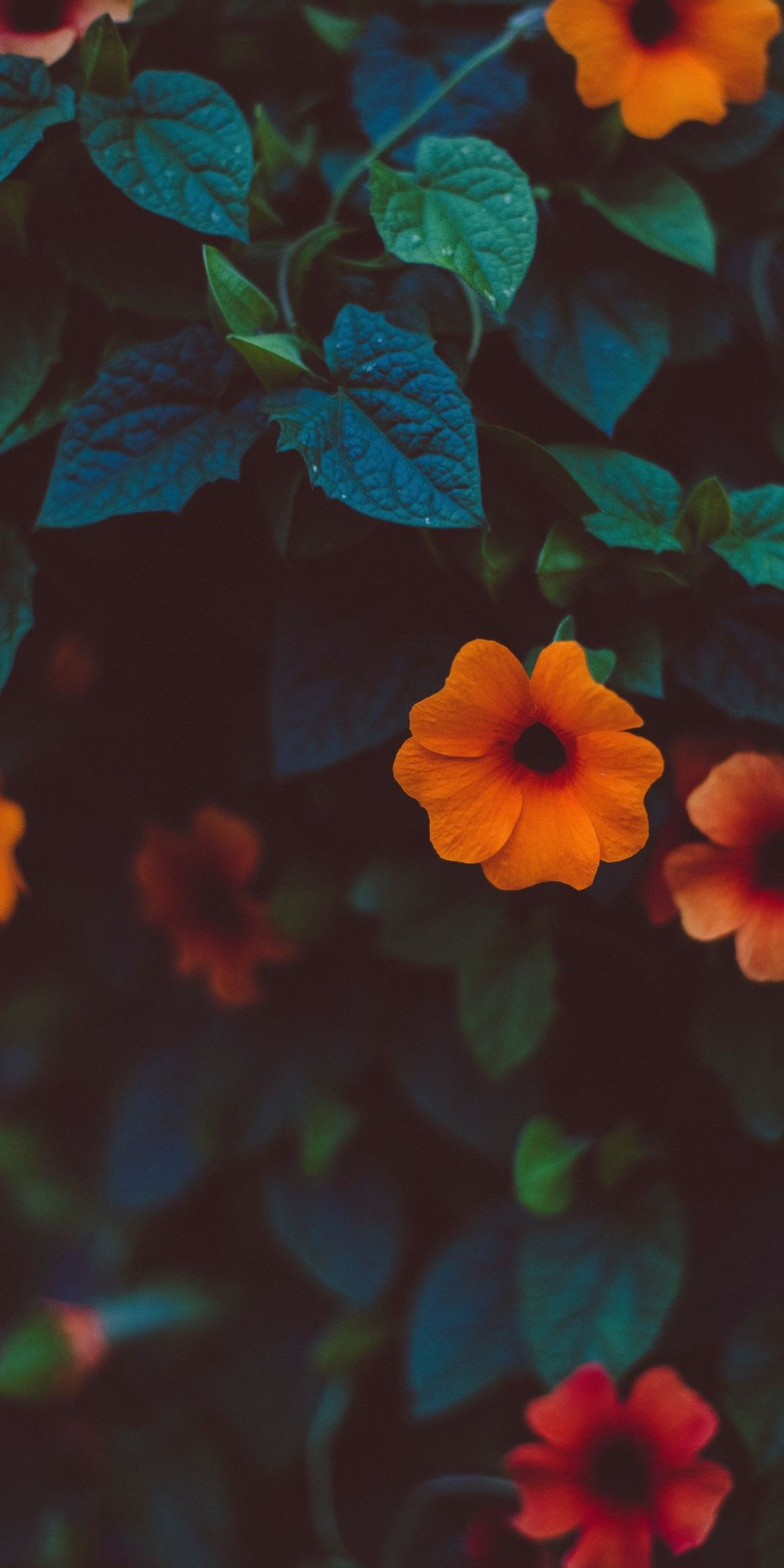 Beste iphone wallpaper, iphone wallpapers full hd, tree wallpaper iphone, phone background . 4k Tumblr Iphone Wallpapers Wallpaper Cave
