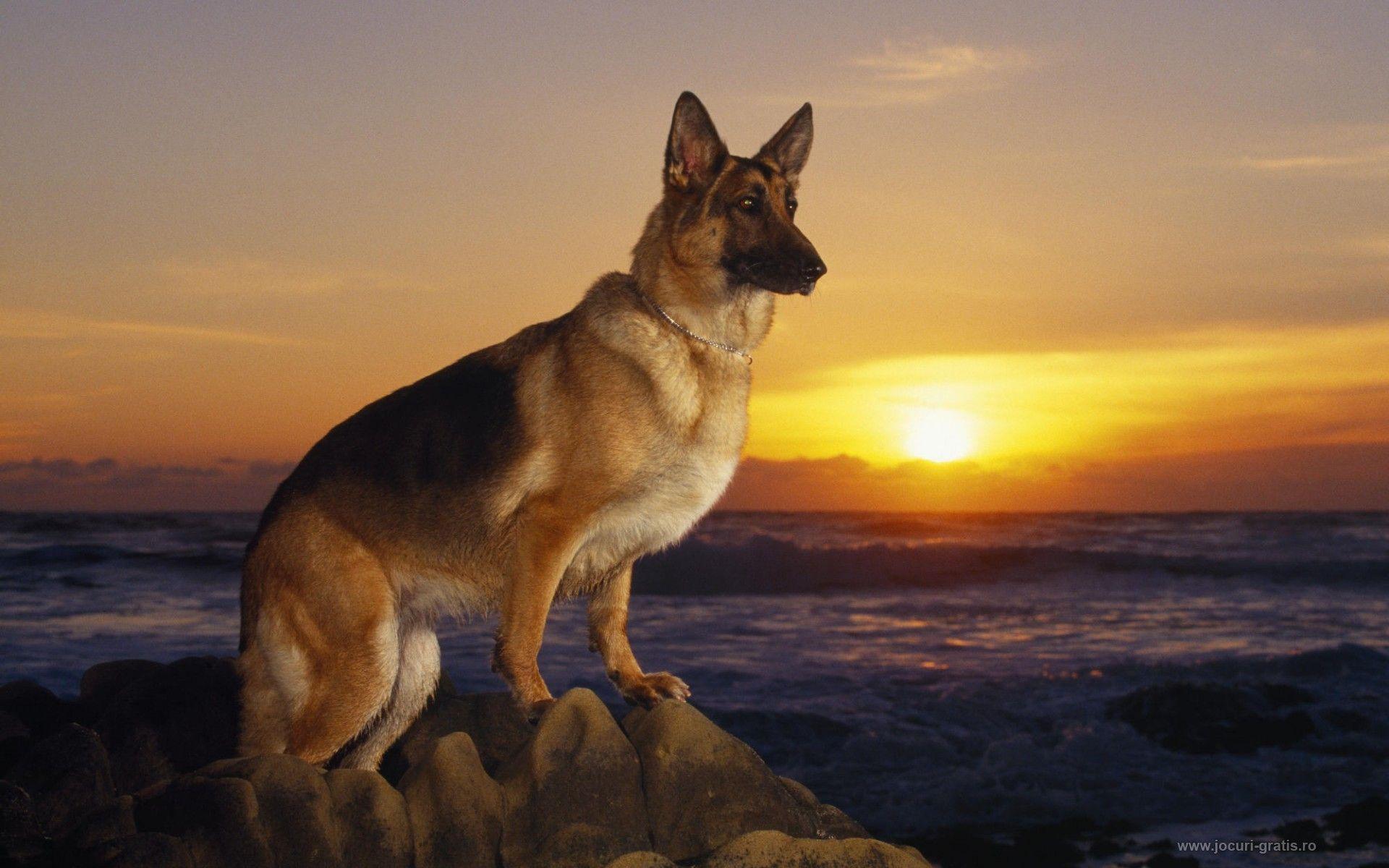 On a computer it is usually for the desktop, while on a mobile phone it. Dog German Shepherd Wallpapers Wallpaper Cave