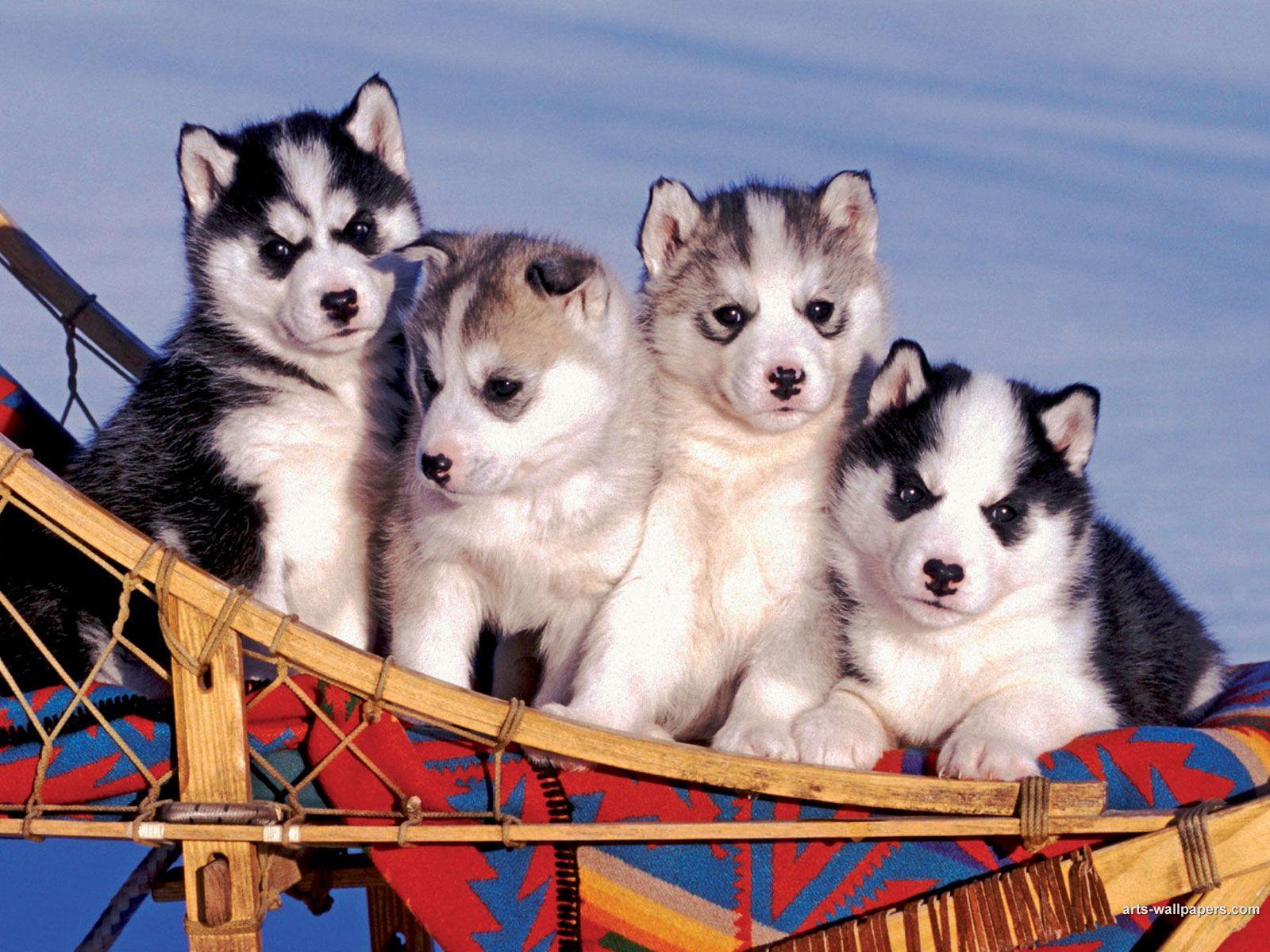 Husky puppies wallpapers for desktopkindofpets. Husky Puppies Wallpapers - Wallpaper Cave
