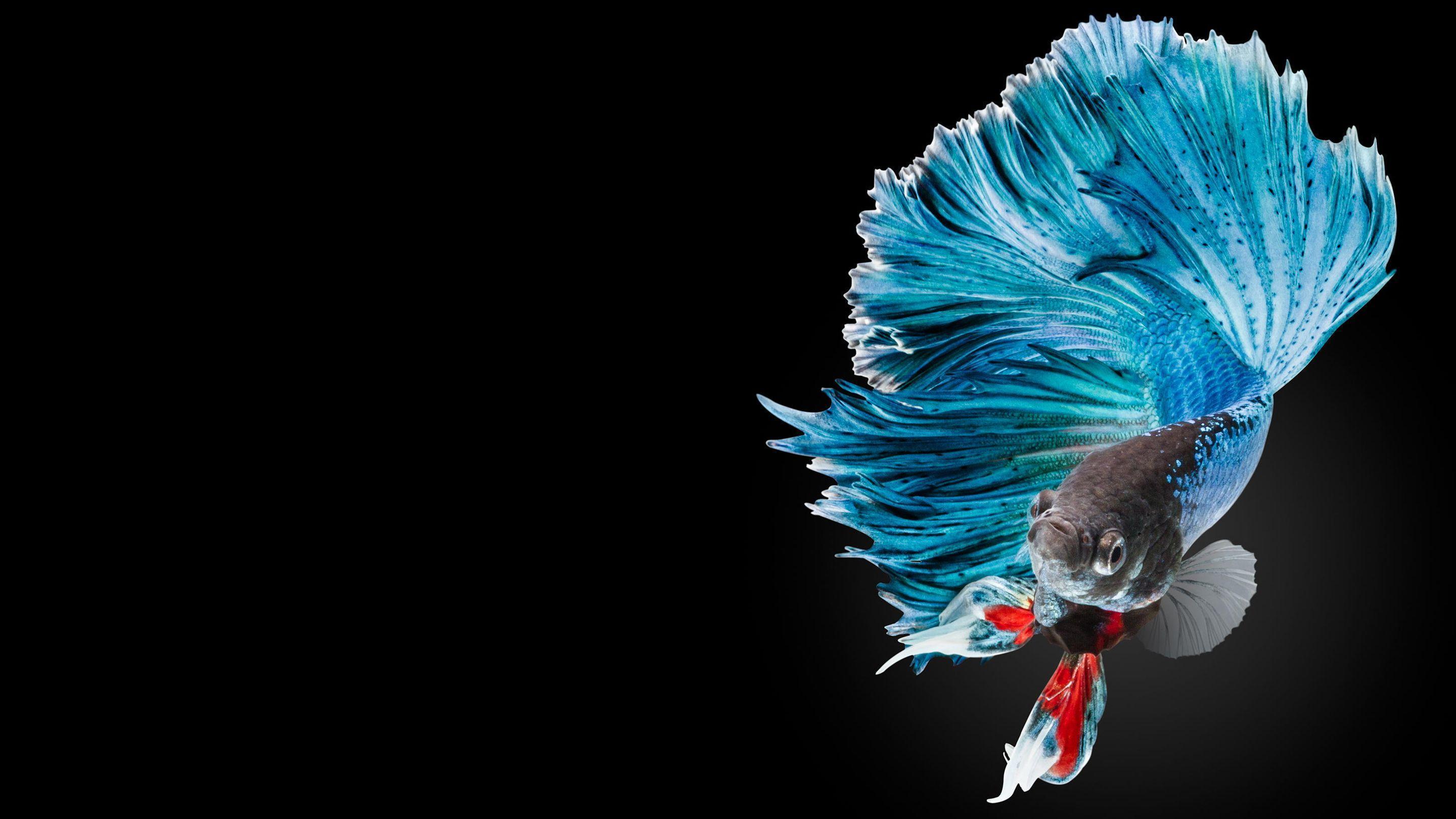 Animal betta siamese fighting fish hd wallpaper | background image. Betta Fish Wallpapers - Wallpaper Cave