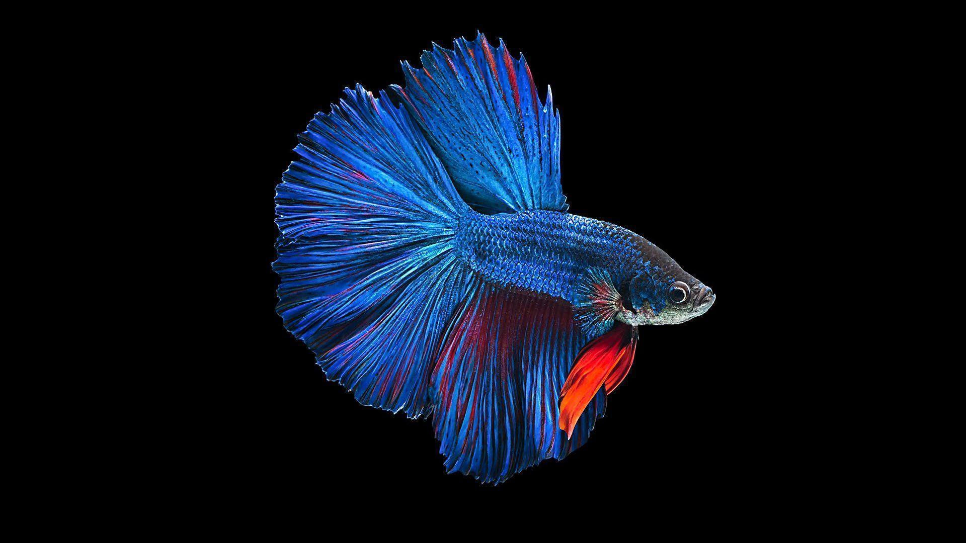 See the best betta fish wallpapers hd collection. Betta Fish Wallpapers - Wallpaper Cave