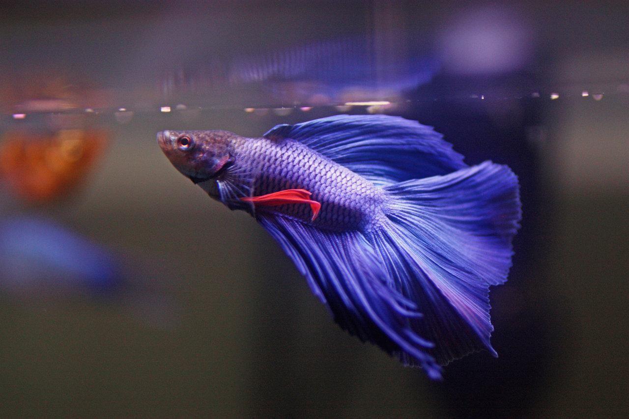 Get high quality fish images and pictures for your mobile, desktop and website ✓ hd to 4k quality ✓ ready for commercial use ✓ download for free! Betta Fish Wallpapers - Wallpaper Cave