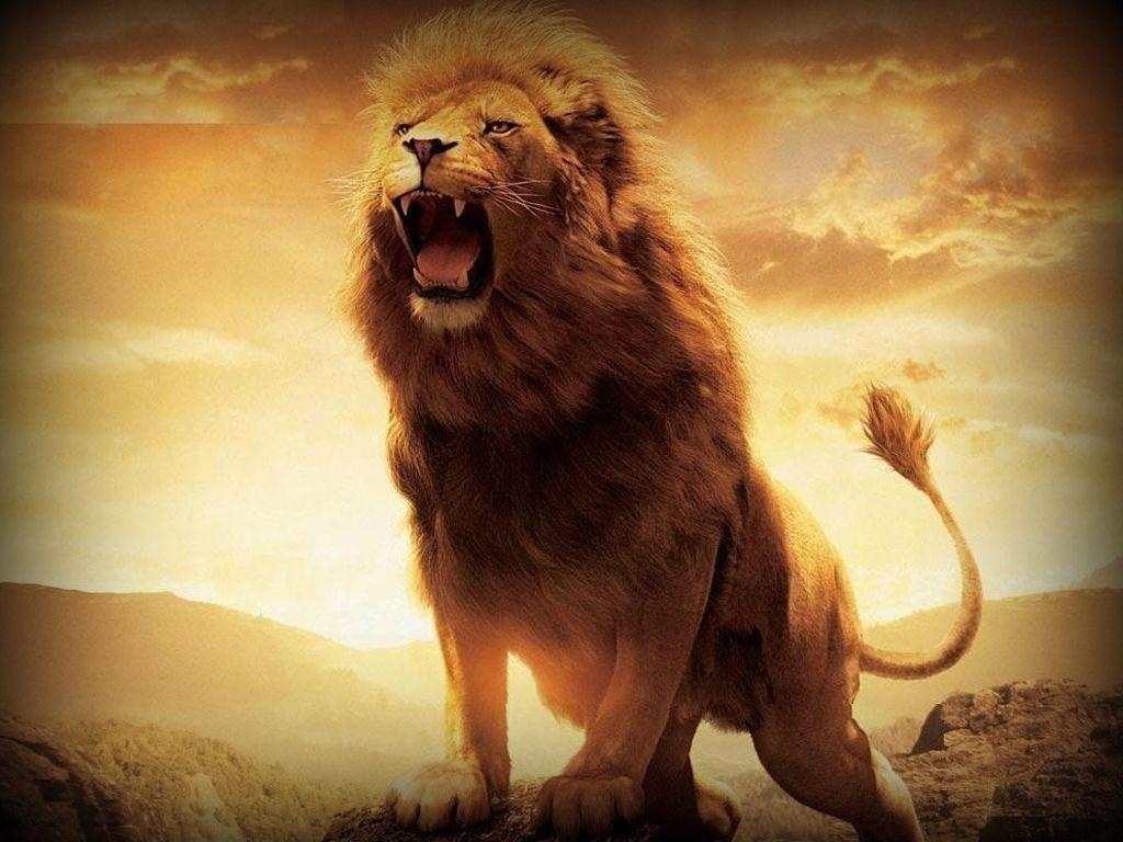 40,000+ high quality wallpapers & backgrounds. Lion Hd Wallpapers Wallpaper Cave