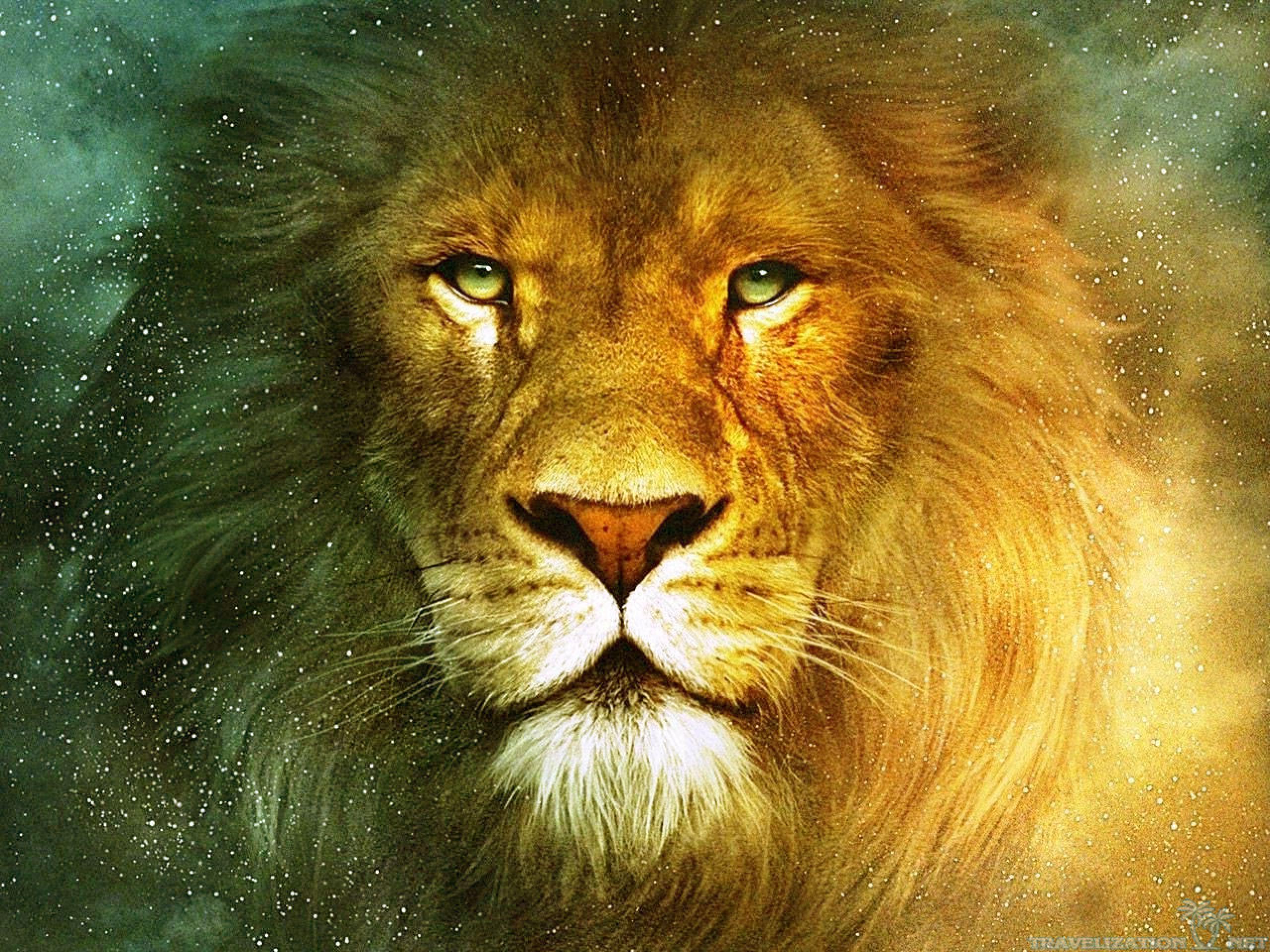 Wallpapers are the easiest way to freshen up your smartphone and you know we have you covered with our collections! Lion Hd Wallpapers Wallpaper Cave