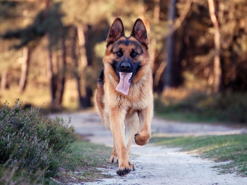 Download hd wallpapers for free on unsplash. Big Dog Wallpapers Wallpaper Cave