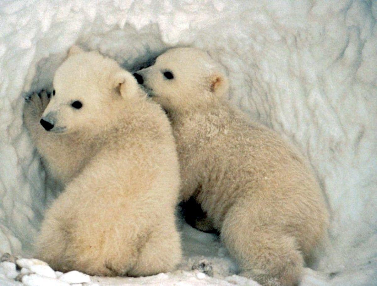Explore and download for free tons of high quality polar bear wallpapers and backgrounds! Polar Bears Hd Wallpapers Wallpaper Cave