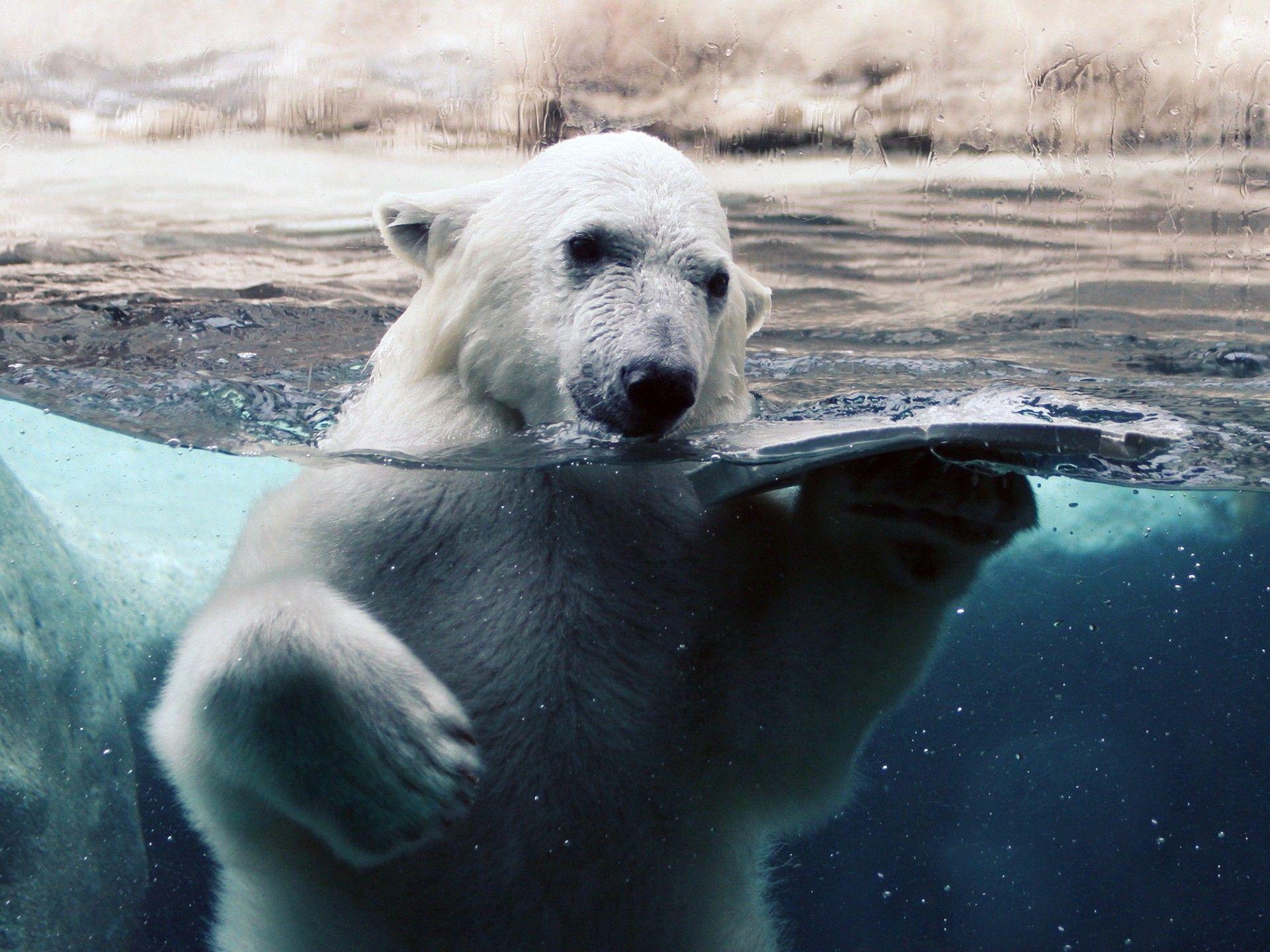 Explore and download for free tons of high quality polar bear wallpapers and backgrounds! Polar Bears Hd Wallpapers Wallpaper Cave