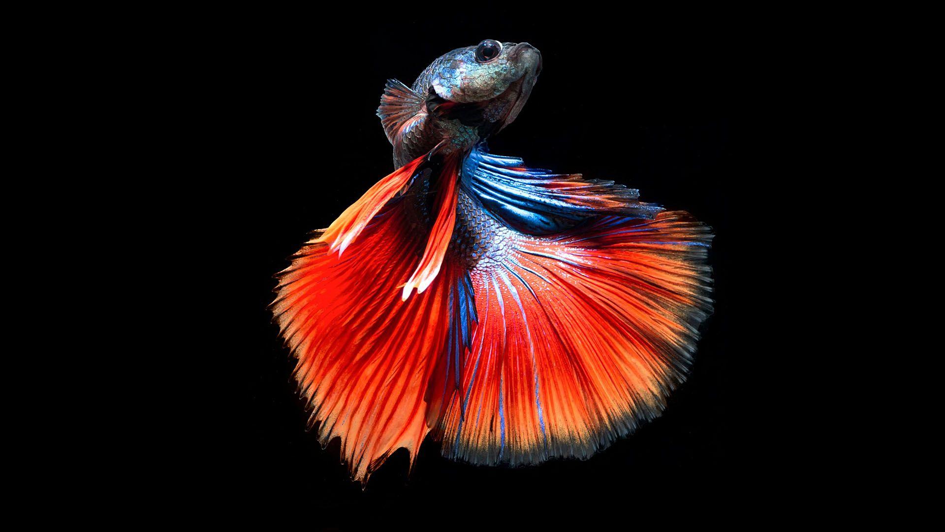 If you are doing any online marketing or any kind of branding and development online, then using images and videos in your content is no longer optional. Siamese Fighting Fish Wallpapers - Wallpaper Cave