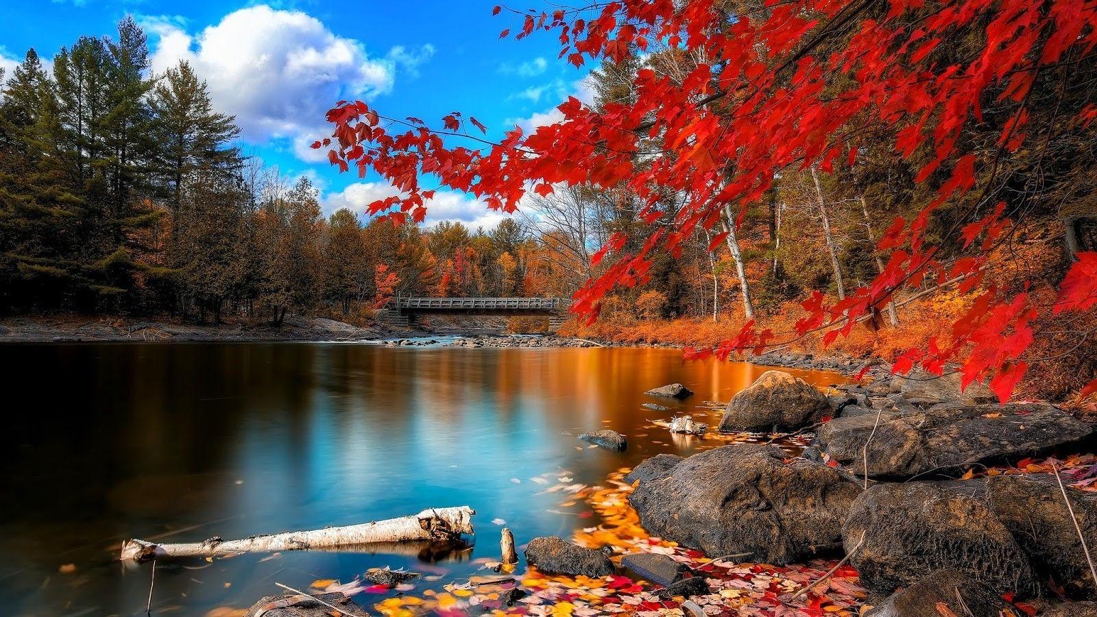 Check out this fantastic collection of windows nature wallpapers, with 63 windows nature background images for your desktop, phone or tablet. Nature Wallpapers For Desktop Backgrounds Full Screen Wallpaper Cave