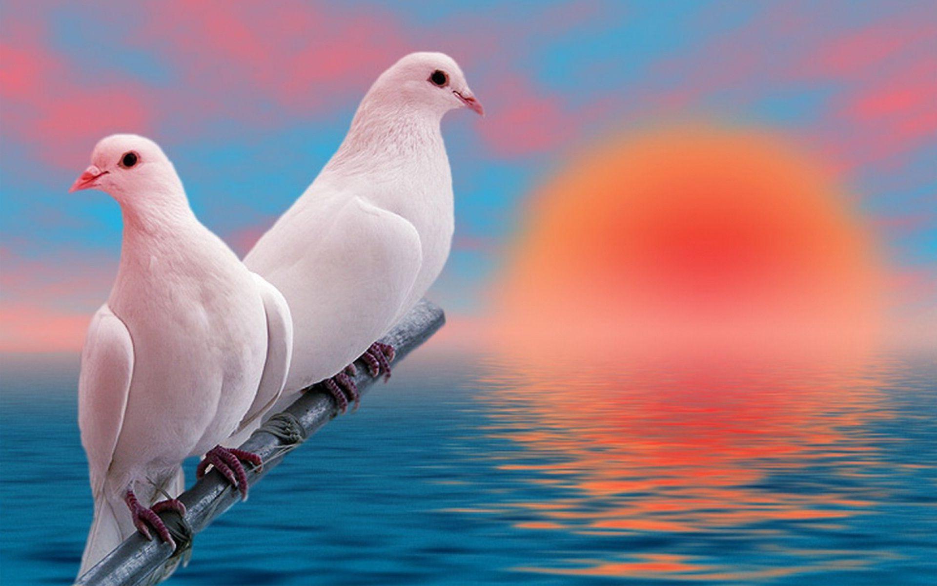 Hd pink love birds wallpapers. Love Birds Anime Hd Wallpapers Wallpaper Cave