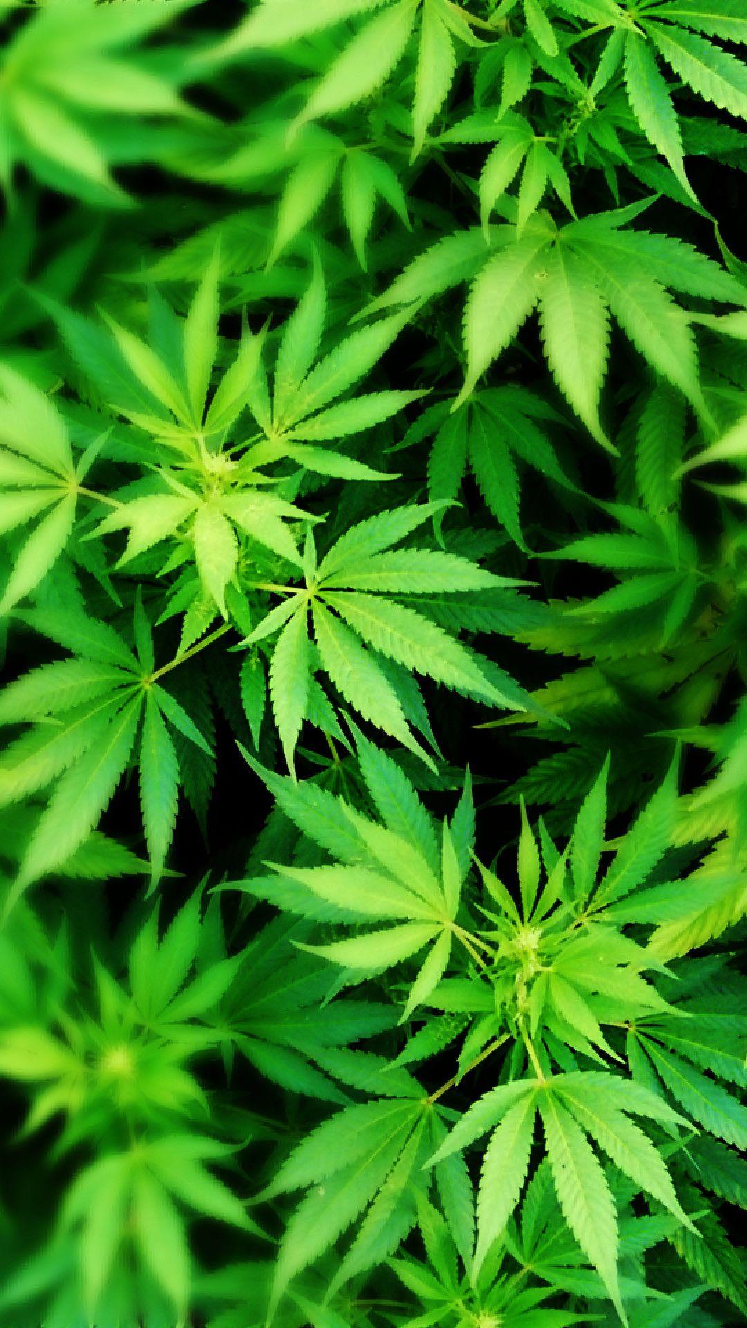 A marijuana legalization group complains that facebook has blocked ads using an image of a pot leaf. Weed Phone Wallpapers Wallpaper Cave