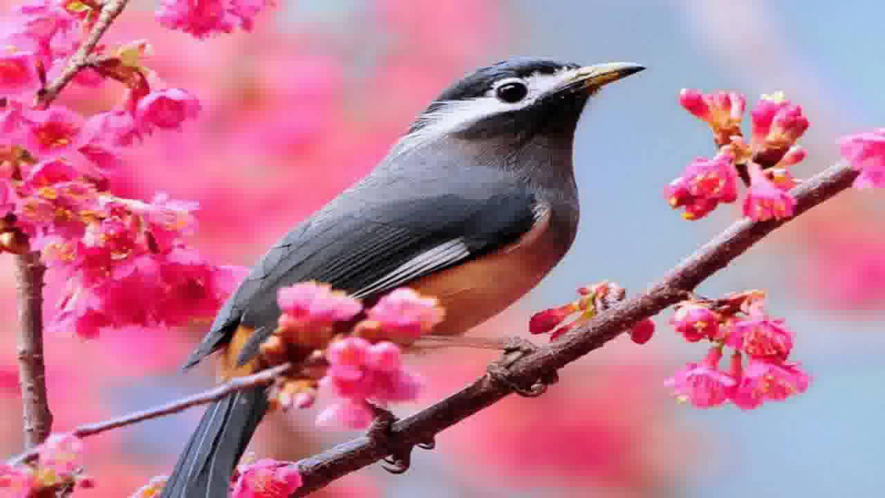 If you look outside on almost any day of the year, you'll likely see a variety of birds in your backyard. Nature Birds Wallpapers Wallpaper Cave