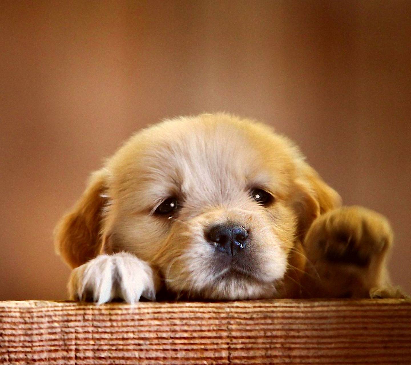 336 mobile walls 45 art 503 images 382 avatars 237 gifs. Cute Vodafone Dog Wallpapers Wallpaper Cave