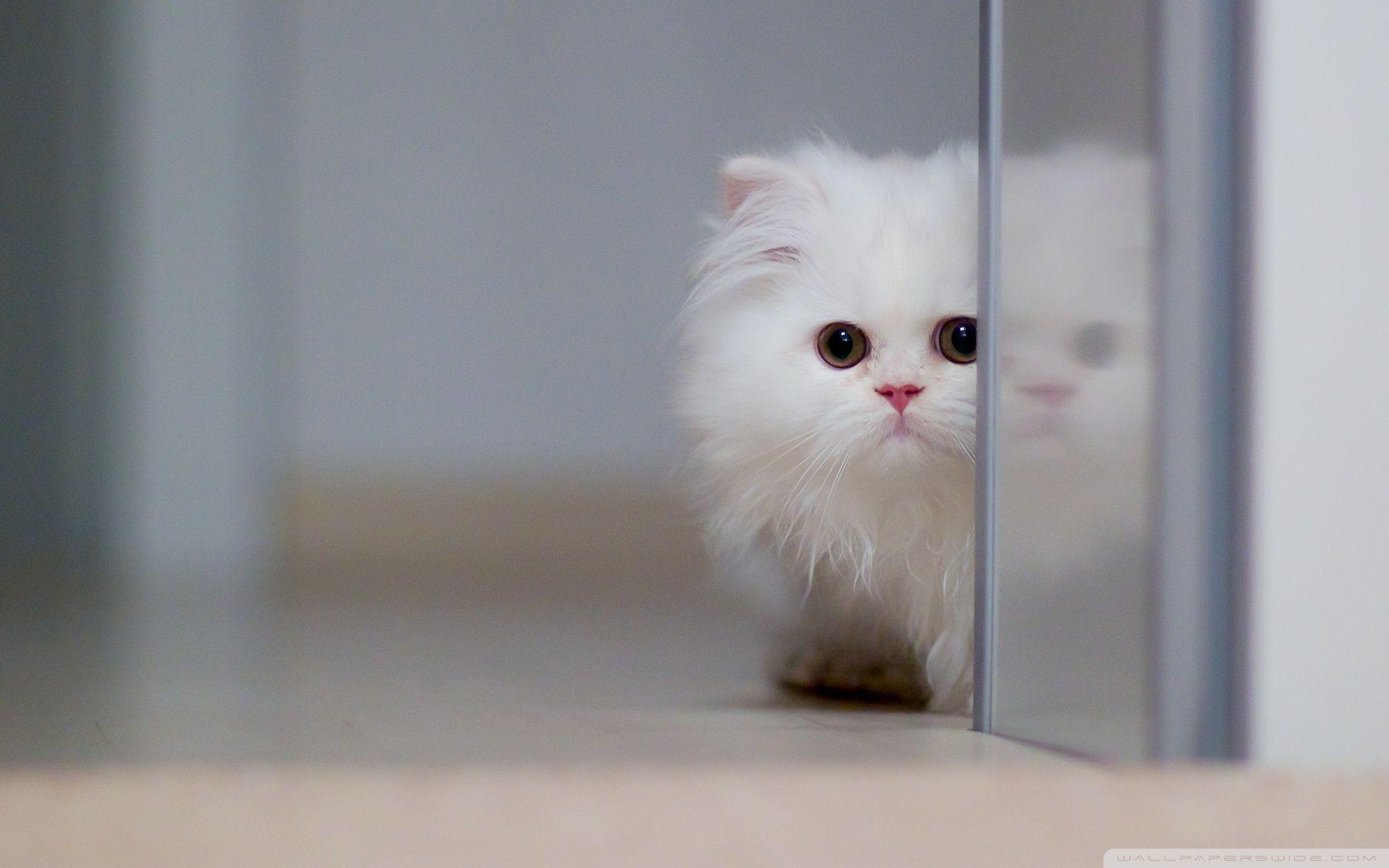 cat face glasses thick 1920×1080. Cute White Cat Wallpapers For Desktop Wallpaper Cave