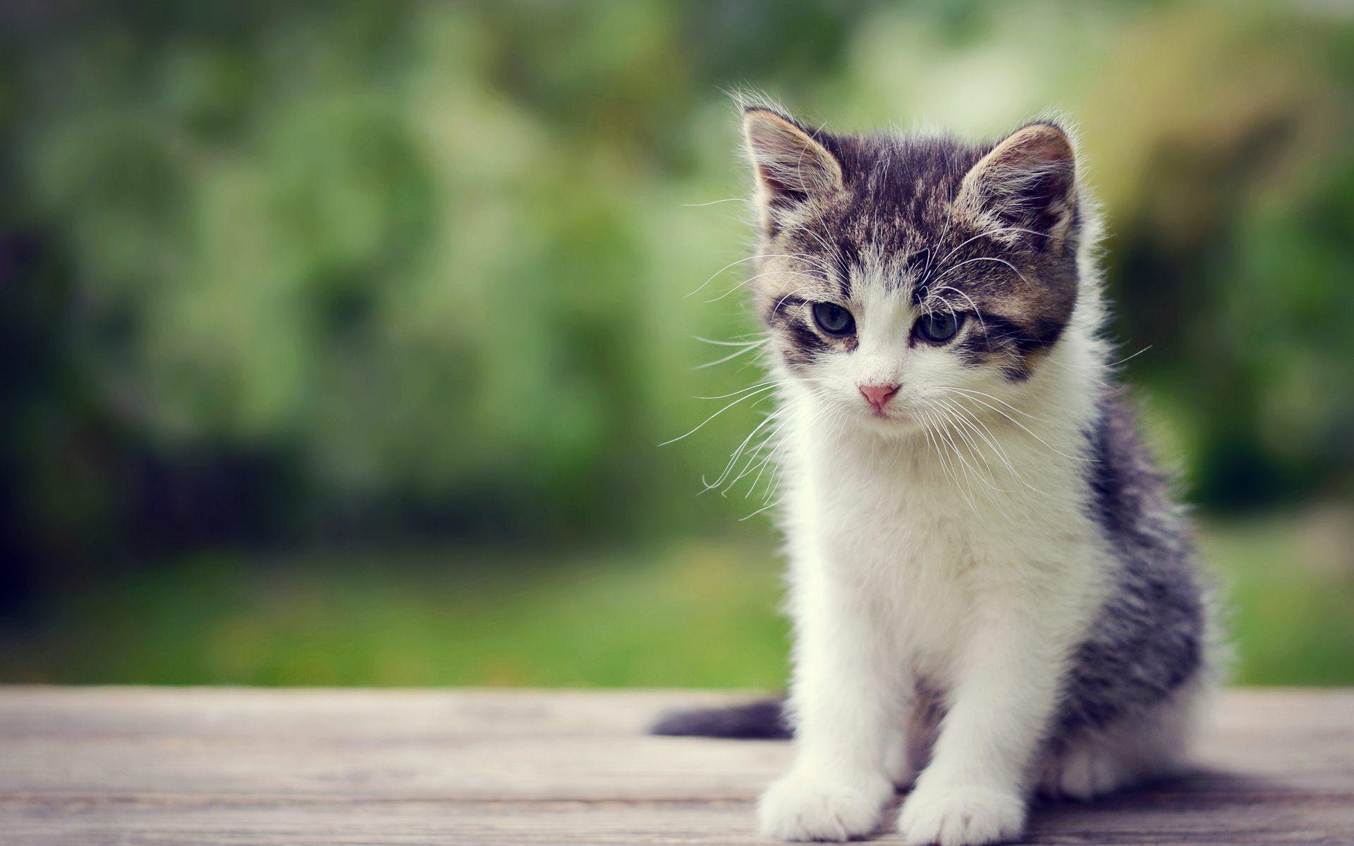The internet is full of baby animal photos ready to find a home on your desktop. Cute Kittens Wallpapers For Mobile Wallpaper Cave