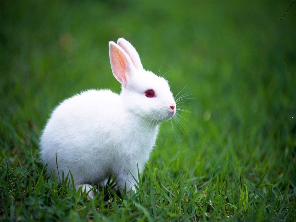The great collection of baby bunnies wallpaper for desktop, laptop and mobiles. Cute White Baby Rabbit Wallpapers Wallpaper Cave