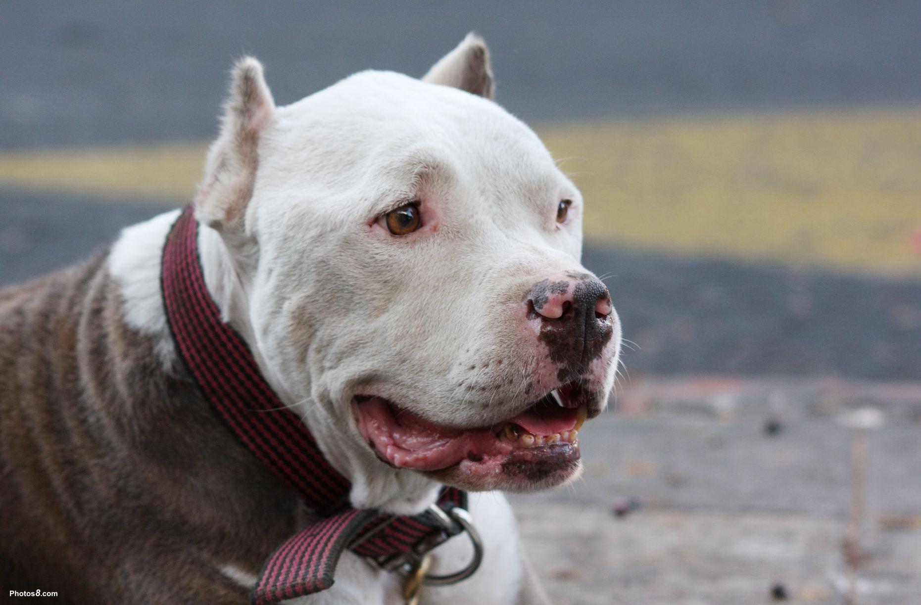 Free pitbull dog wallpaper app with lots of cool hd & 4k backgrounds. Pitbull Dog Wallpapers Hd Wallpaper Cave