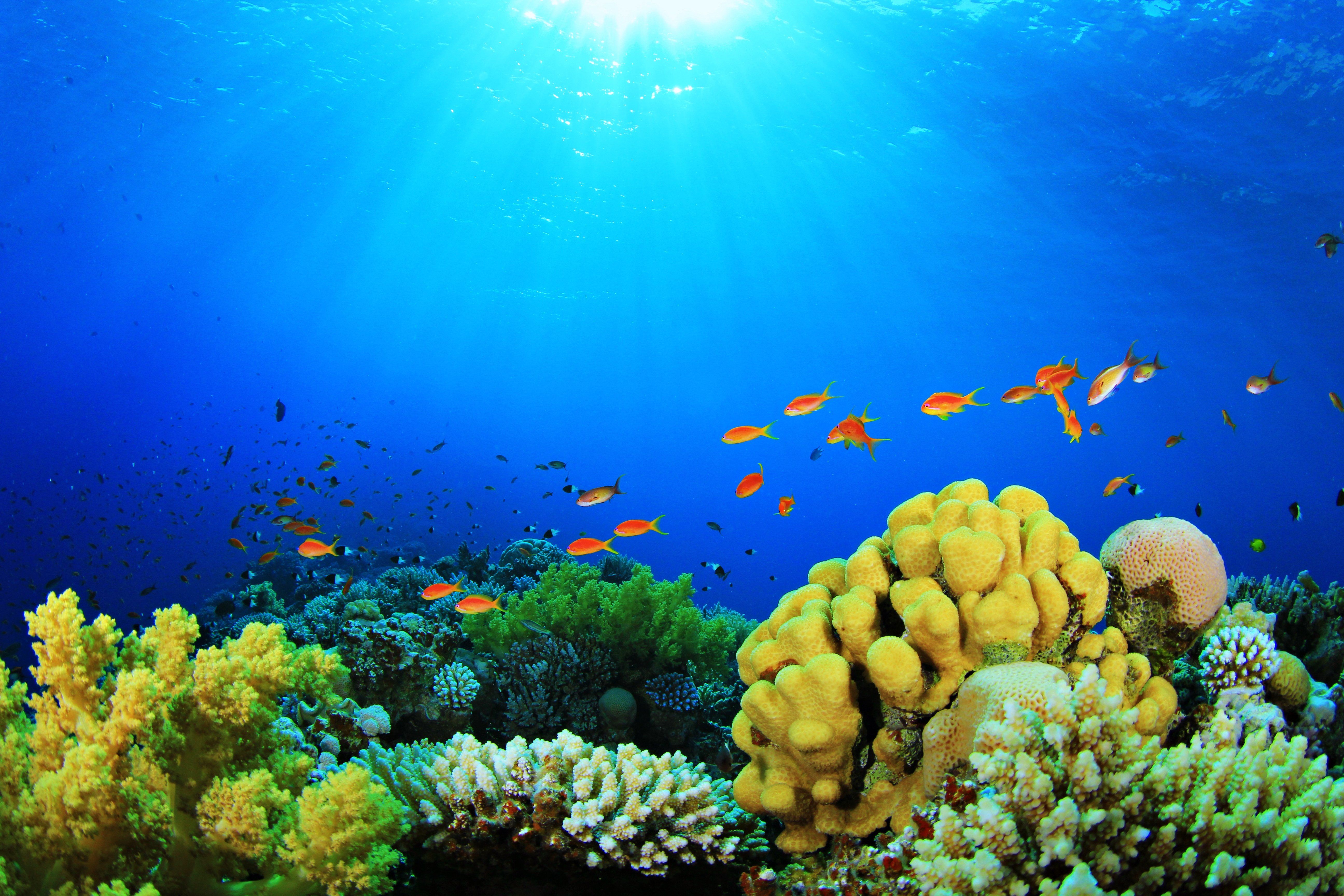 You can also upload and share your favorite aquarium wallpapers. Aquarium Wallpapers Wallpaper Cave