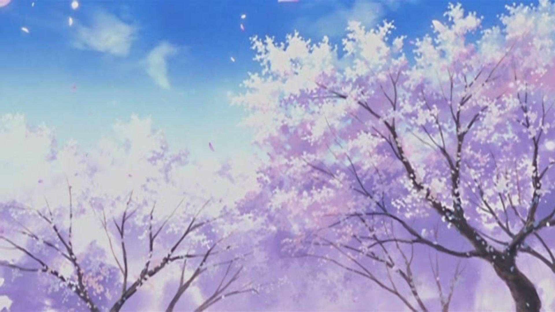 Anime cherry blossoms landscape wallpapers hd desktop and mobile . Cherry Blossom Wallpapers Anime Wallpaper Cave
