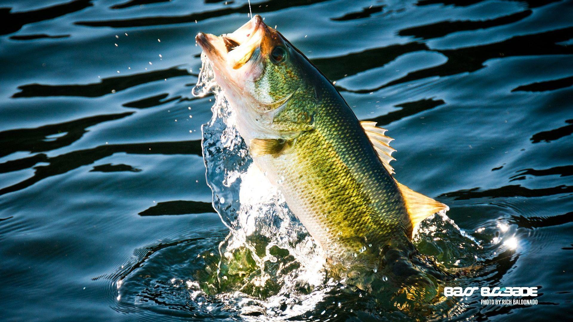 Bathroom wallpaper fish fish wallpaper vinyl wallpaper self adhesive wallpaper wallpaper removable wallpaper peel and stick wallpaper self . Bass Fishing Wallpapers For Android - Wallpaper Cave