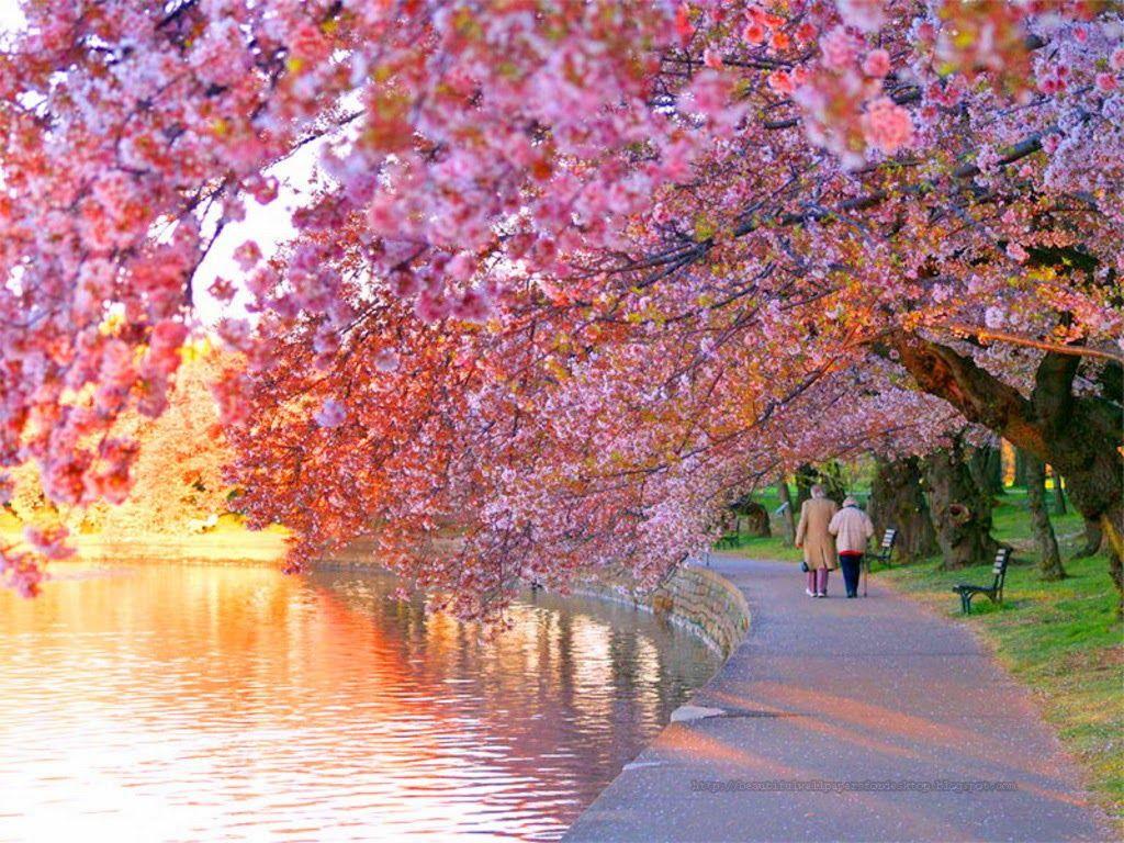 Perfect for your desktop pc, phone, laptop, . Cherry Blossoms Wallpapers Wallpaper Cave