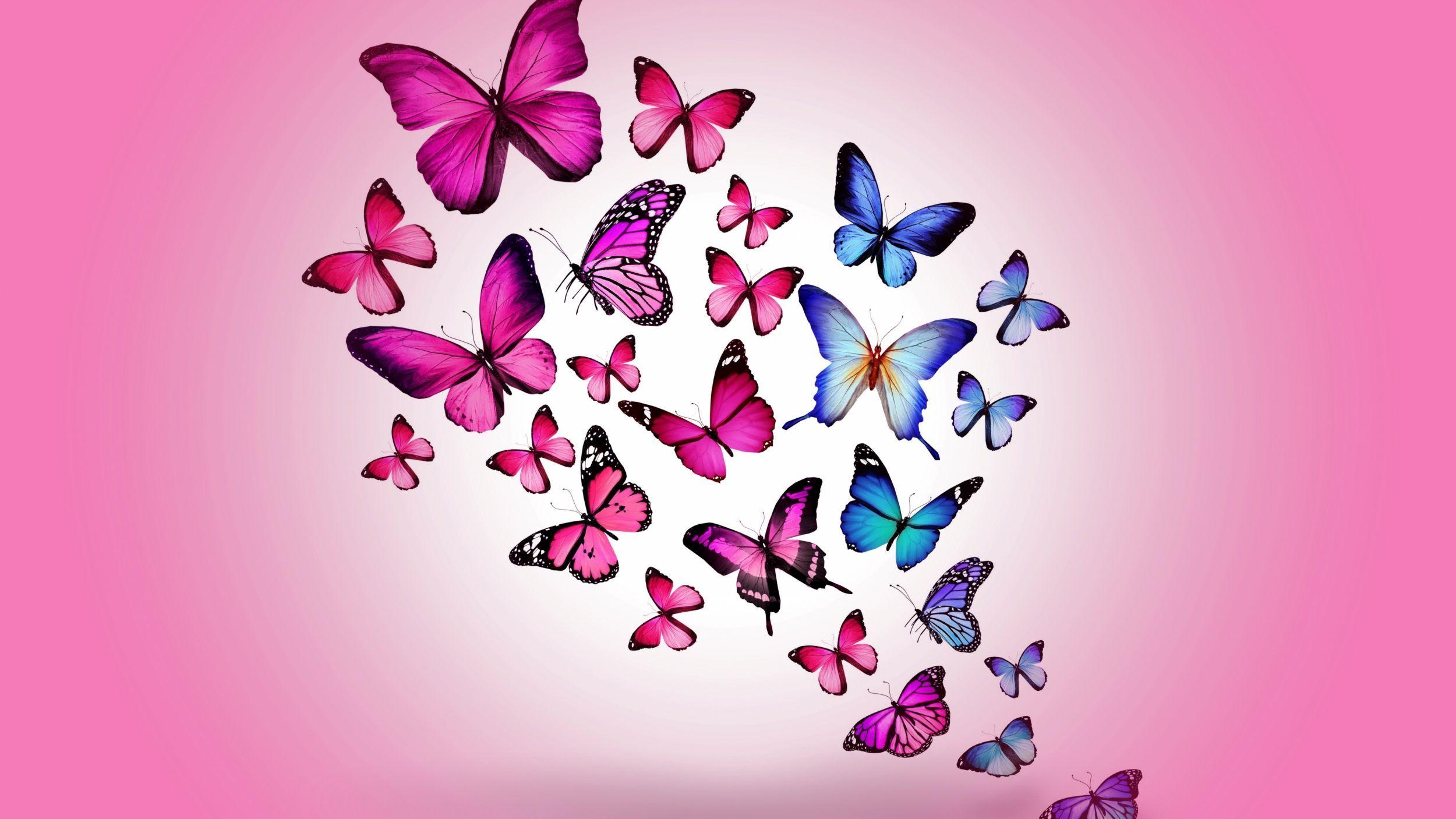 Beautiful butterfly wallpapers top free beautiful. Butterfly New Wallpapers Wallpaper Cave