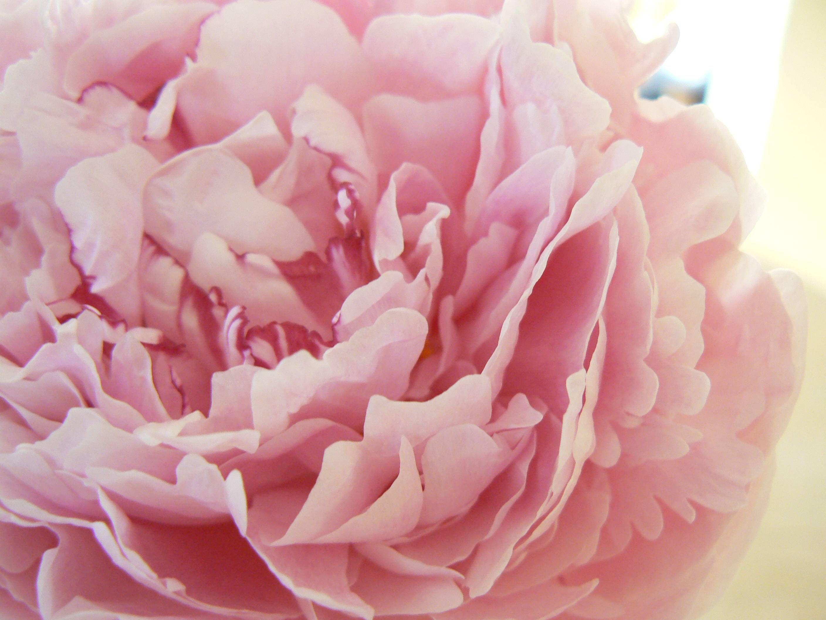 2816x2112 hd pink peony wallpaper free download / wallpaper database | flowers>. Peonies Wallpapers Hd Wallpaper Cave