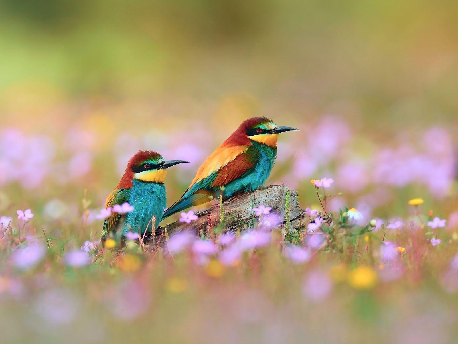 Wallpapers Burung - Wallpaper Cave 1200_X_1600_jpg