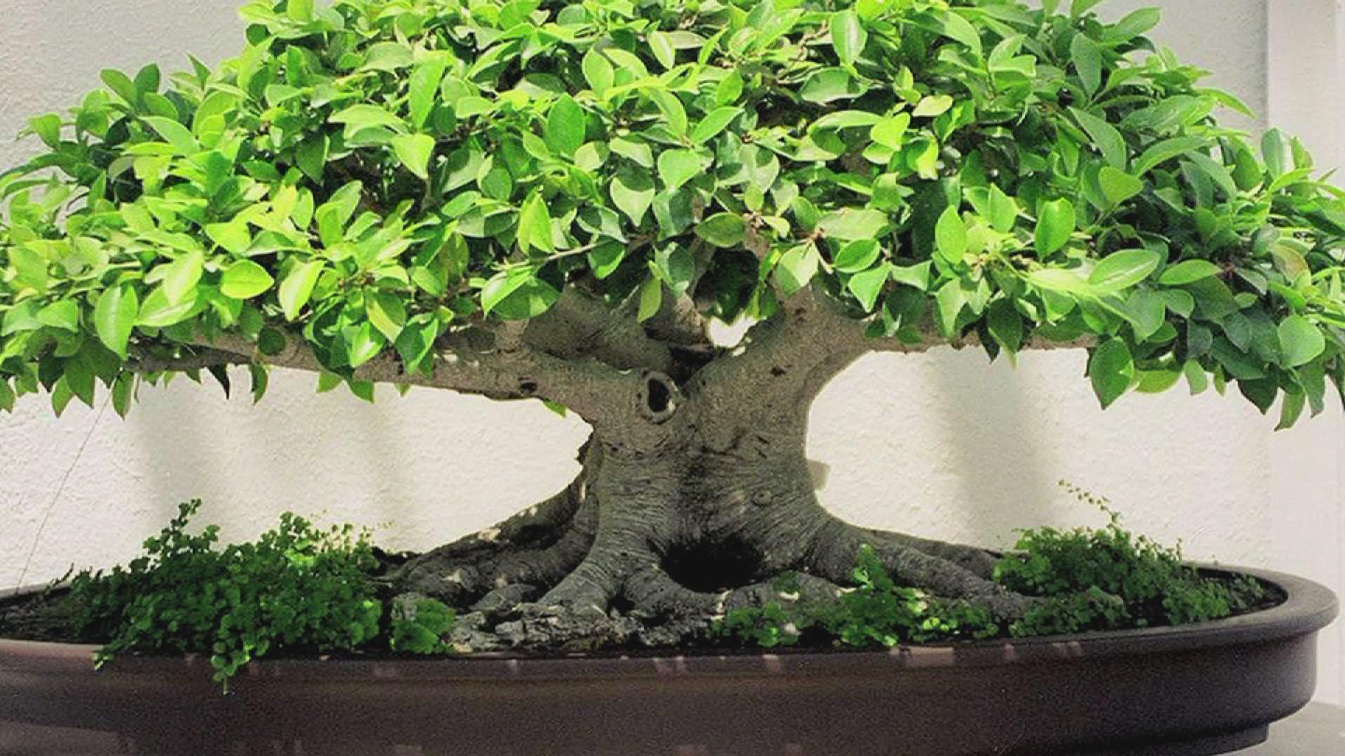 Bonsai Wallpapers Wallpaper Cave