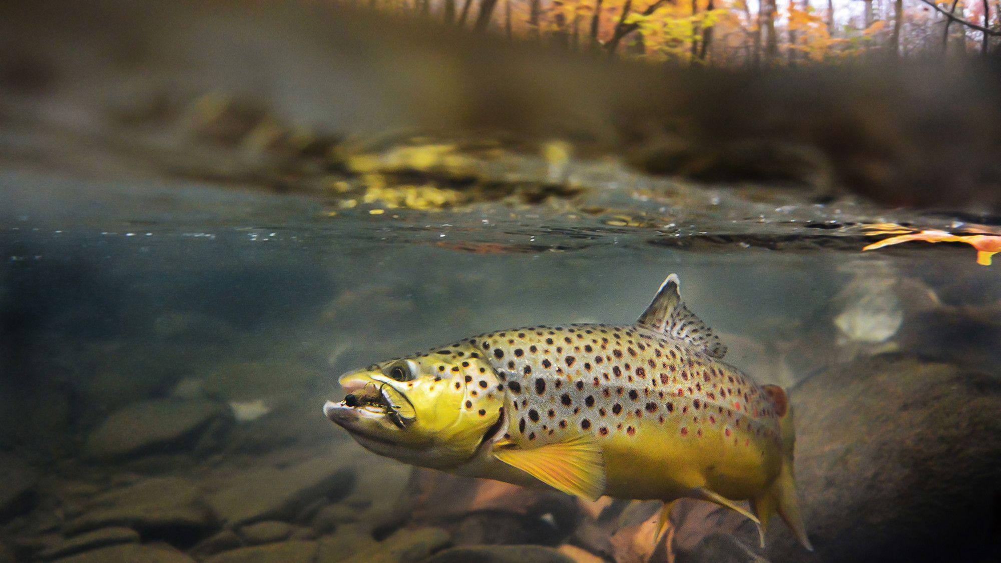 Trout fishing uhd desktop wallpaper for 4k ultra hd . Fly Fishing Phone Wallpapers Wallpaper Cave