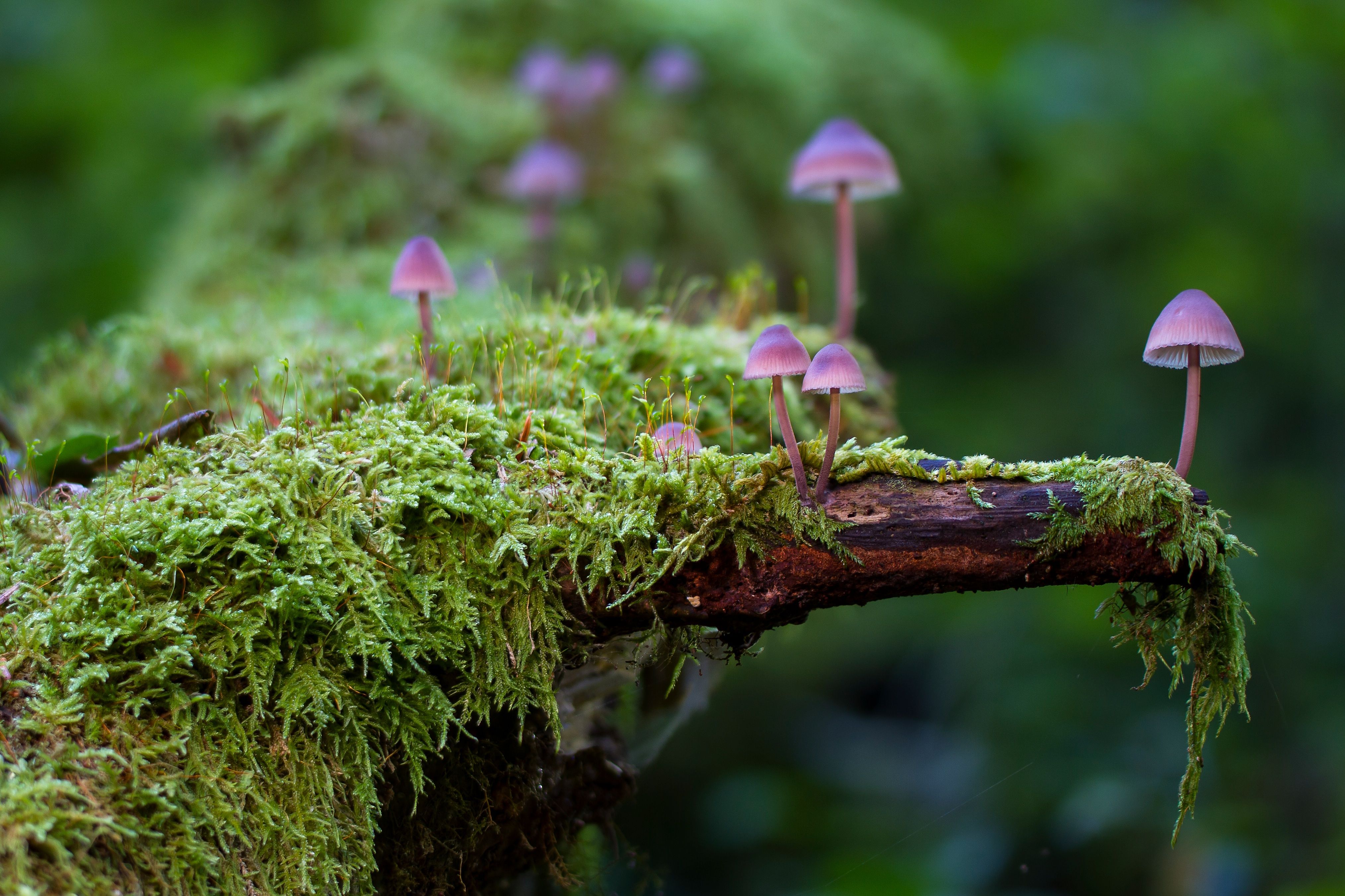 It has over 60 years of experience … Mushrooms In Moss Wallpapers Wallpaper Cave