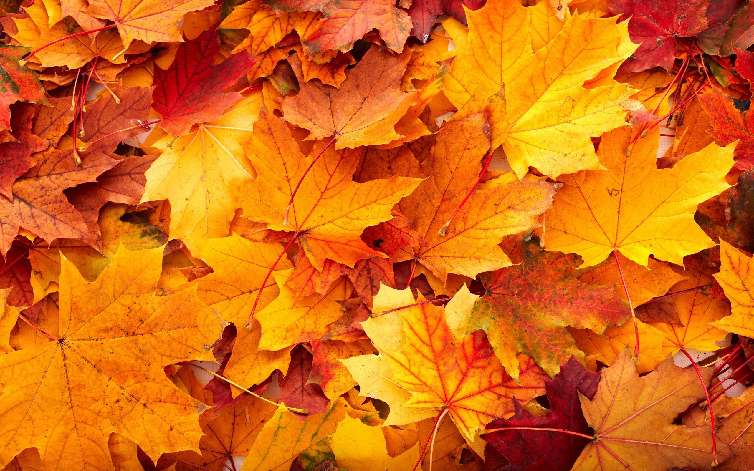 *eligible for online customers only. Autumn Leaves Hd Wallpapers Wallpaper Cave